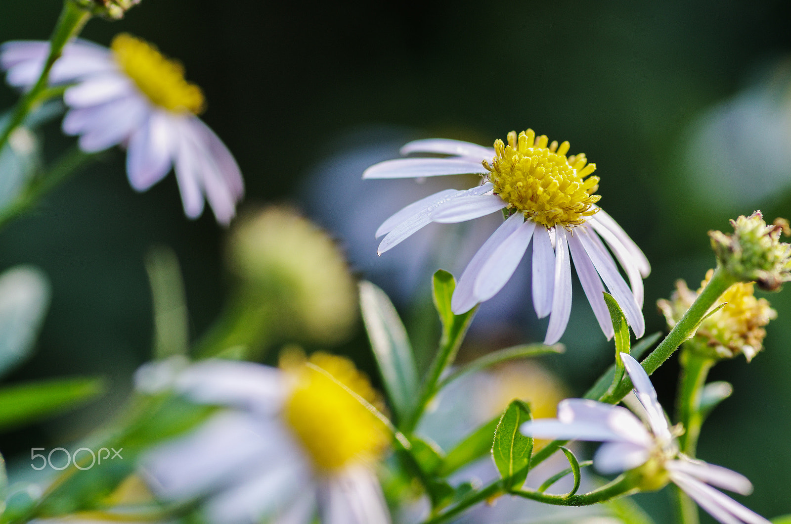Pentax smc D-FA 100mm F2.8 Macro WR sample photo. Wild chrysanthemum photography