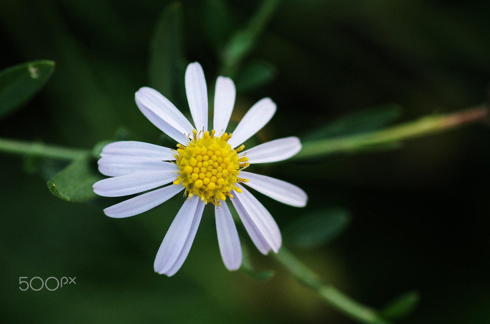 Pentax smc D-FA 100mm F2.8 Macro WR sample photo. Wild chrysanthemum photography