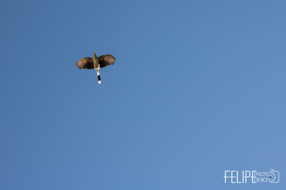 Canon EOS 760D (EOS Rebel T6s / EOS 8000D) sample photo. Bird photography