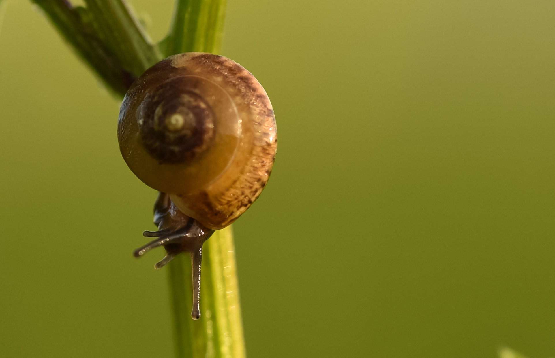 Nikon D750 + Sigma 150mm F2.8 EX DG OS Macro HSM sample photo. Upside down photography