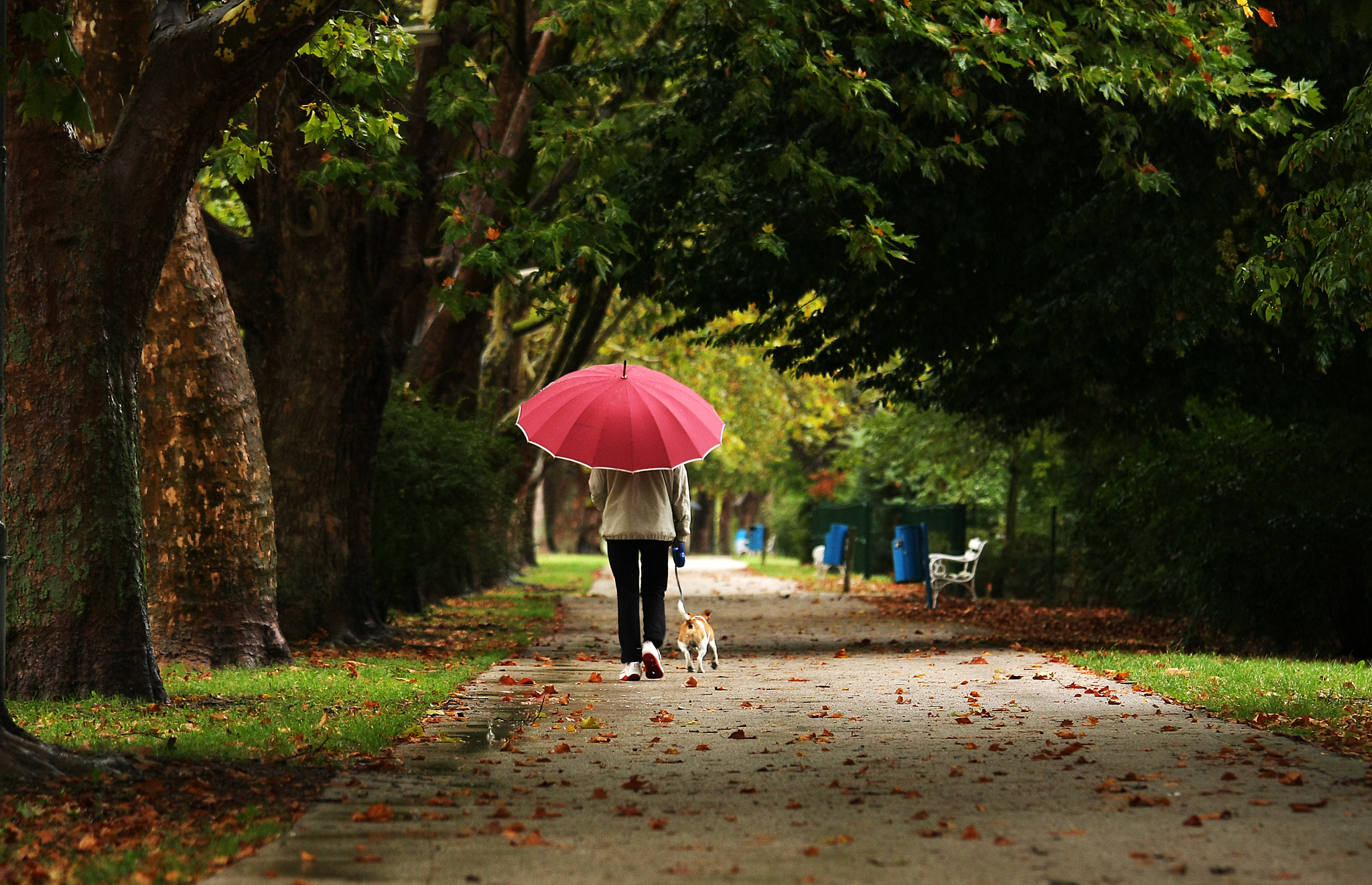 Canon EOS 40D sample photo. Red umbrella and the dog photography