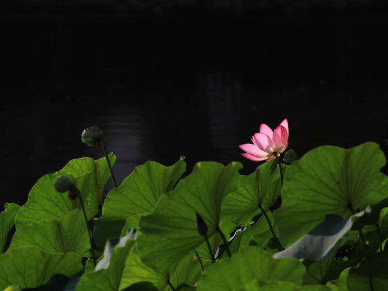 Canon EF 400mm F5.6L USM sample photo