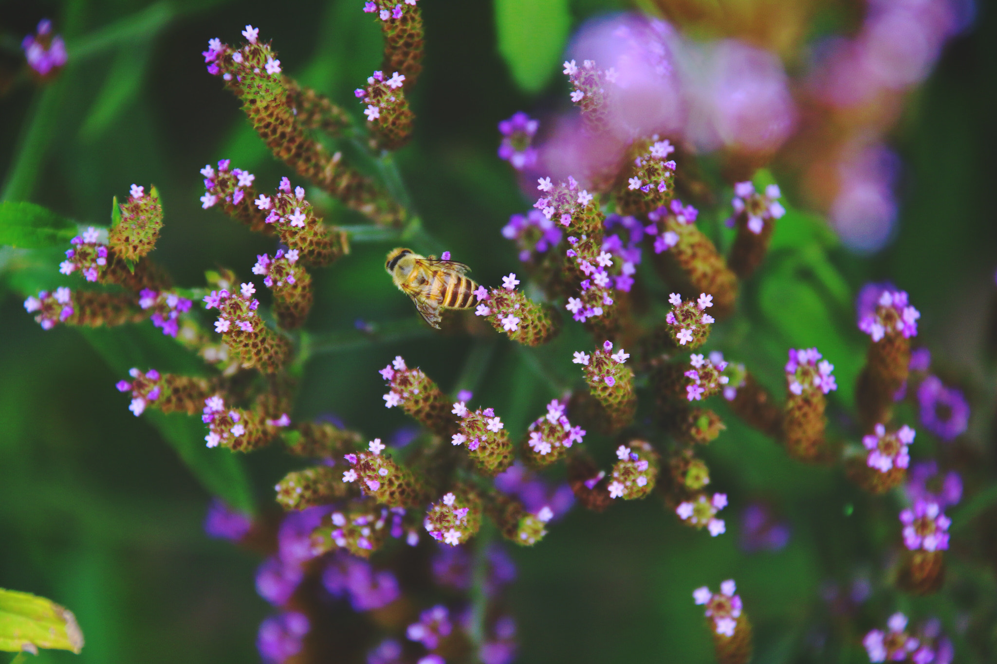 Canon EOS 70D + Canon EF-S 18-200mm F3.5-5.6 IS sample photo