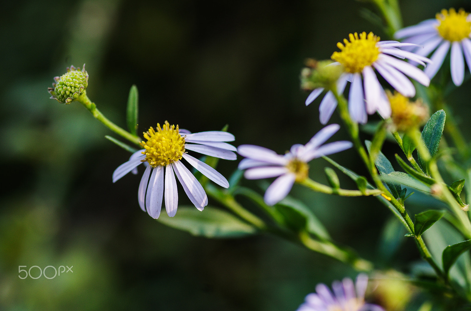 Pentax smc D-FA 100mm F2.8 Macro WR sample photo. Wild chrysanthemum photography