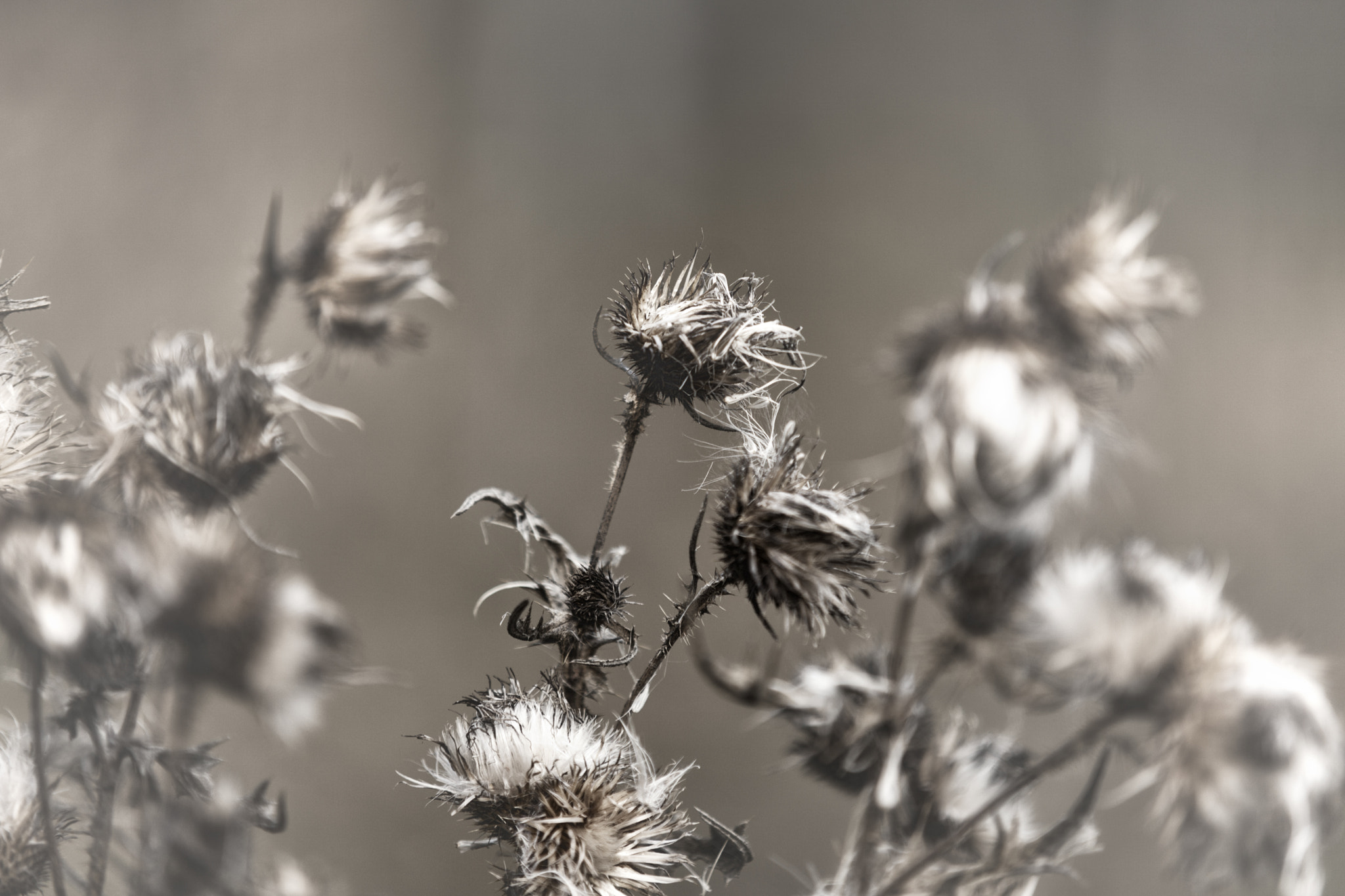 Sigma 70-200mm F2.8 EX DG OS HSM sample photo. Inspiration photography