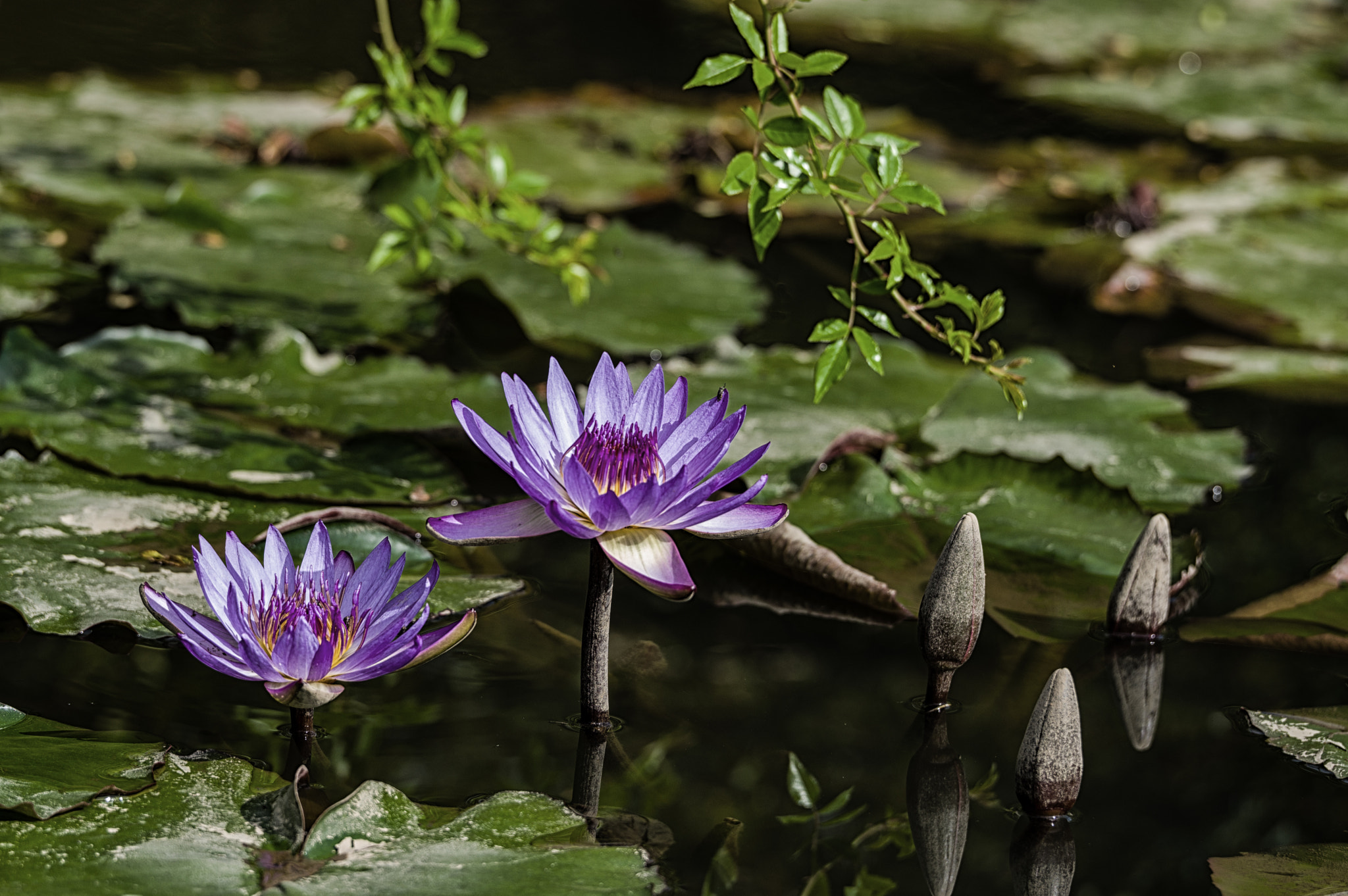 Pentax D FA* 70-200mm F2.8ED DC AW sample photo. ** photography