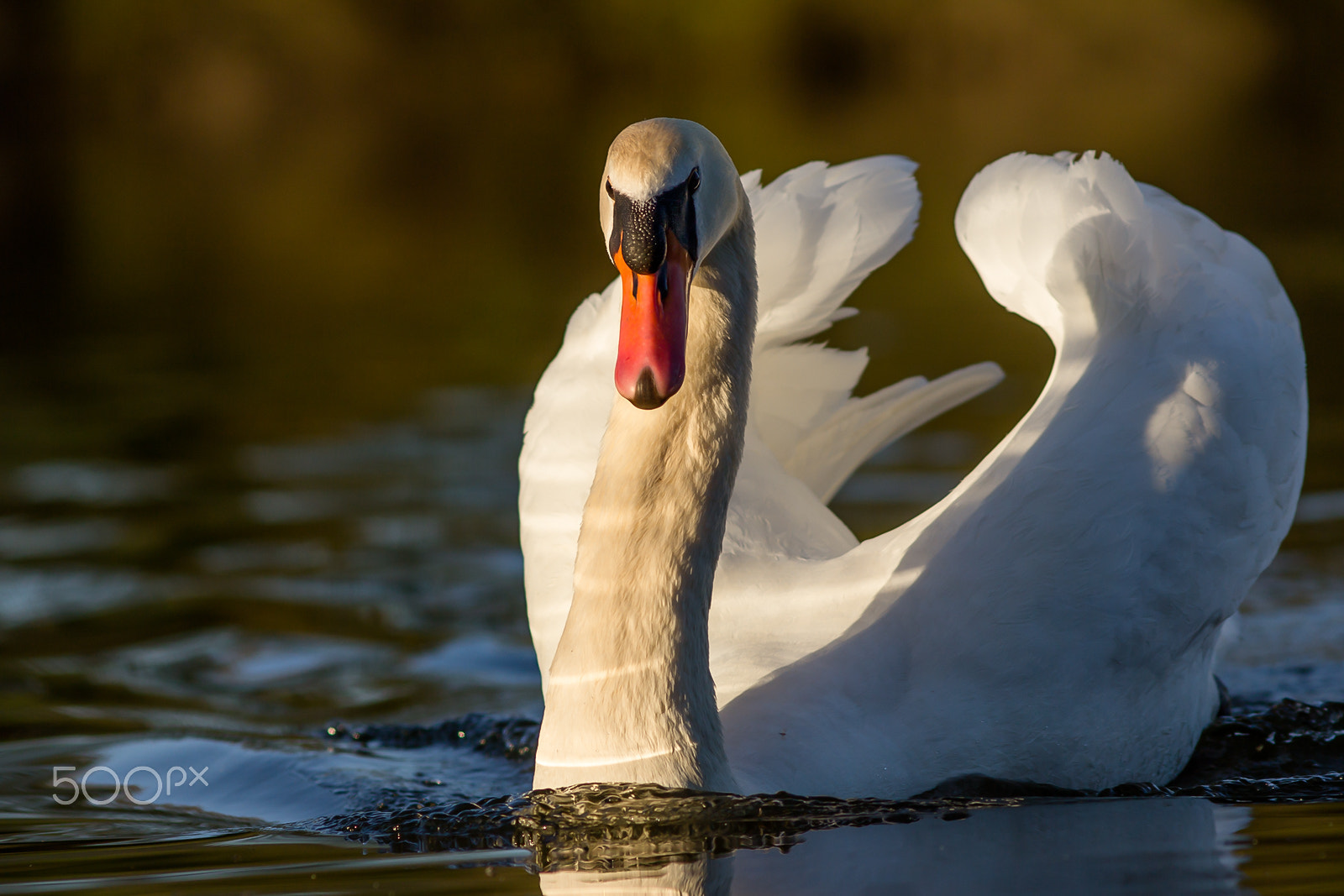 Canon EOS 60D + Canon EF 200mm F2.8L II USM sample photo. Höckerschwan │ mute swan │cygnus olor photography