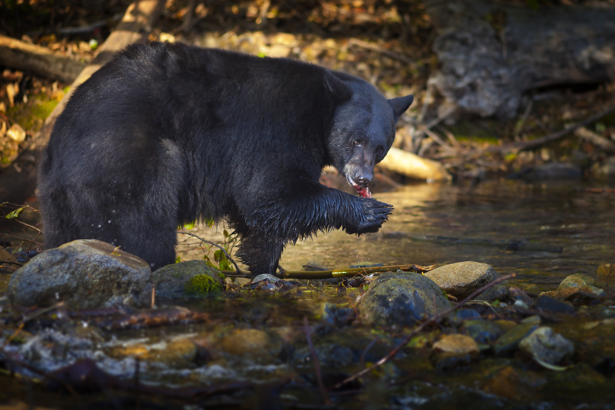 Canon EF 200mm F2.8L II USM sample photo. Black bear eating salmon taylor creek photography