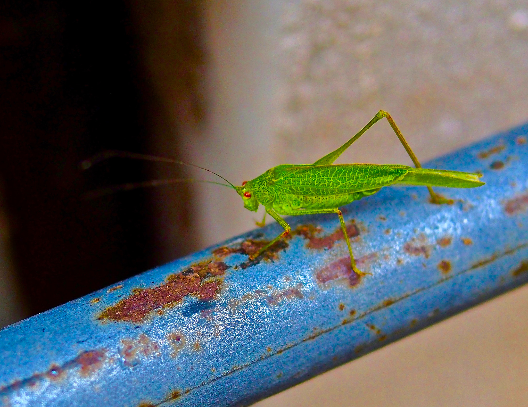 Olympus OM-D E-M5 + Panasonic Leica DG Summilux 25mm F1.4 II ASPH sample photo. Barolo's grasshopper photography