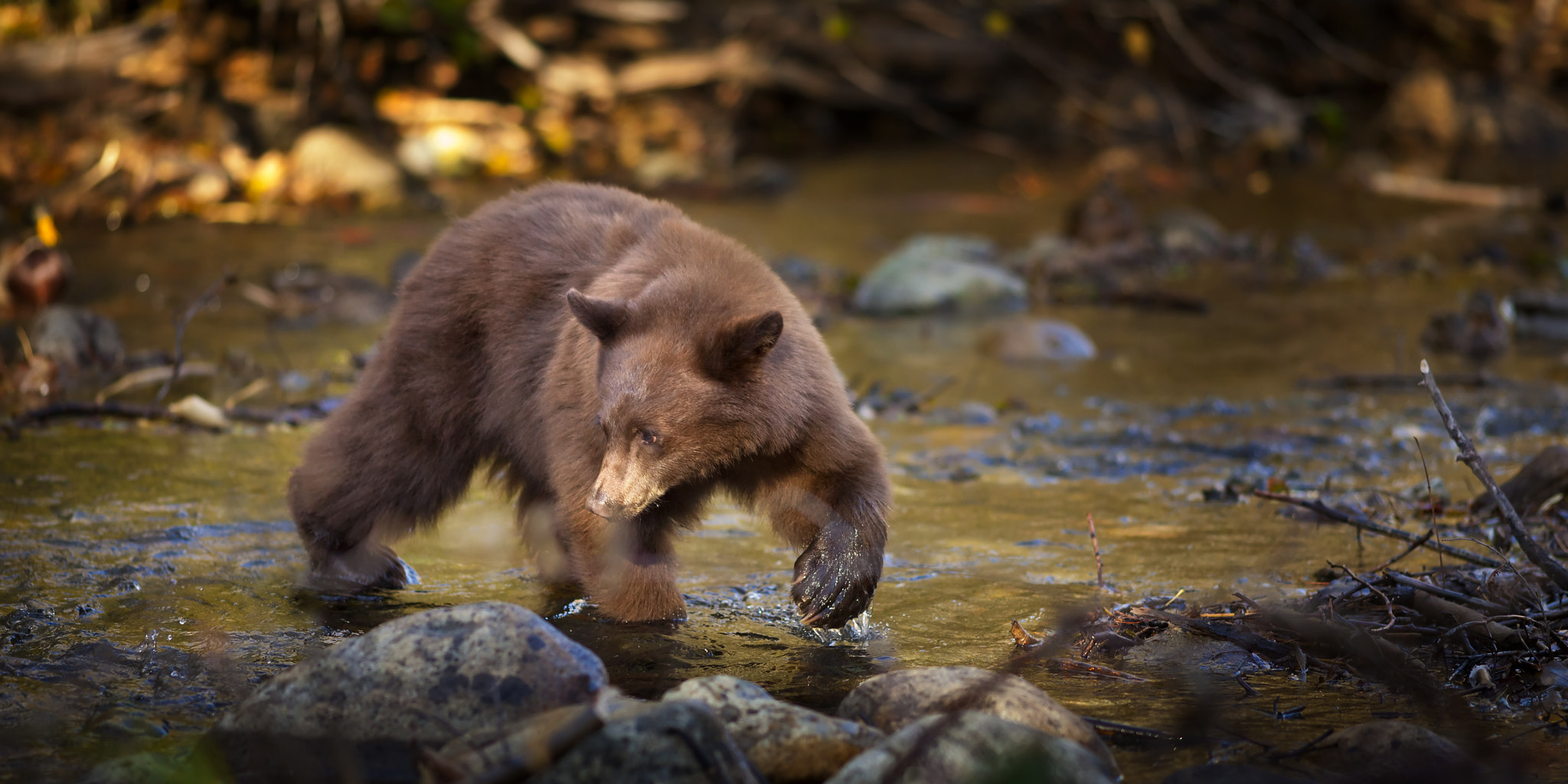 Canon EOS 5D Mark II + Canon EF 200mm F2.8L II USM sample photo. Brown bear at taylor creek tahoe ca photography