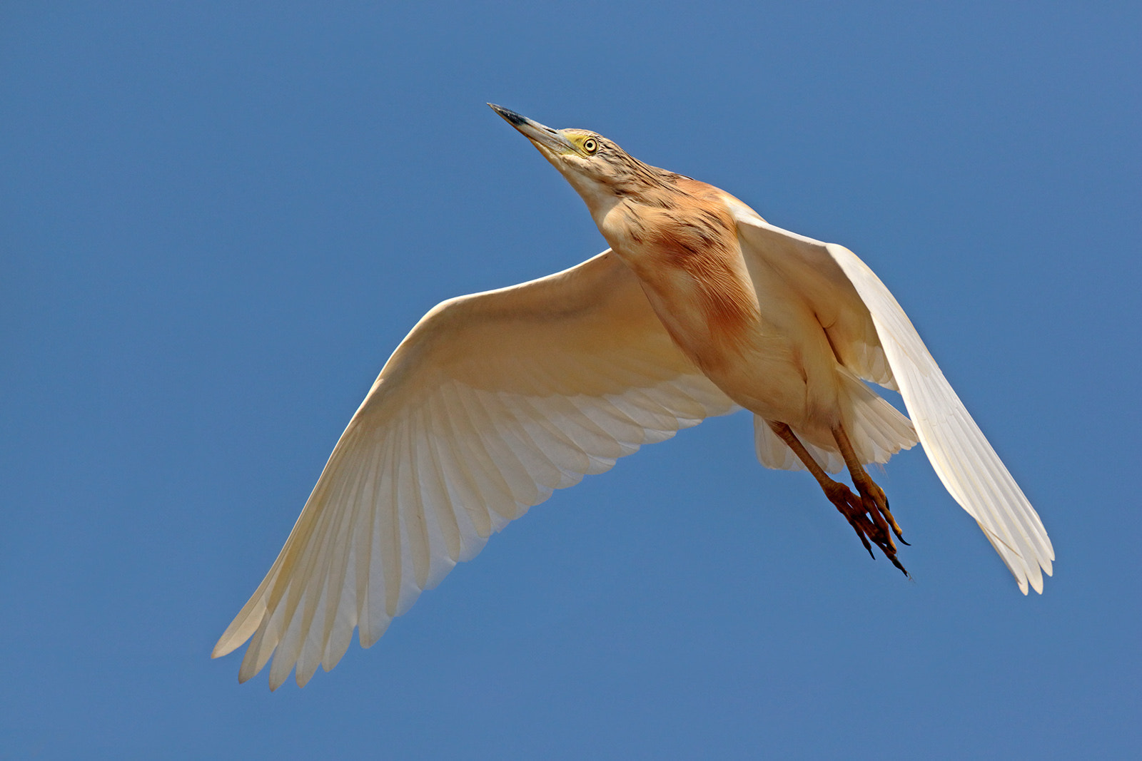 Canon EOS 7D Mark II sample photo. Squacco heron photography