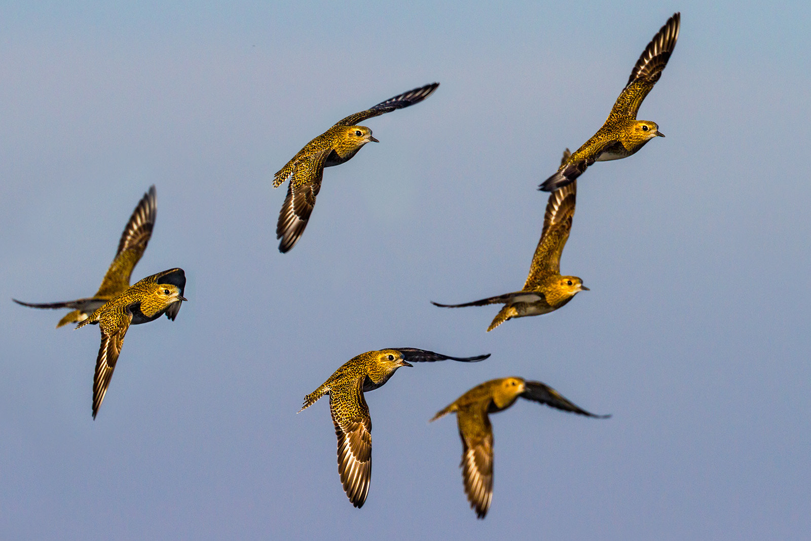 Canon EOS 7D + Canon EF 300mm F2.8L IS II USM sample photo. Golden plovers at sunset photography