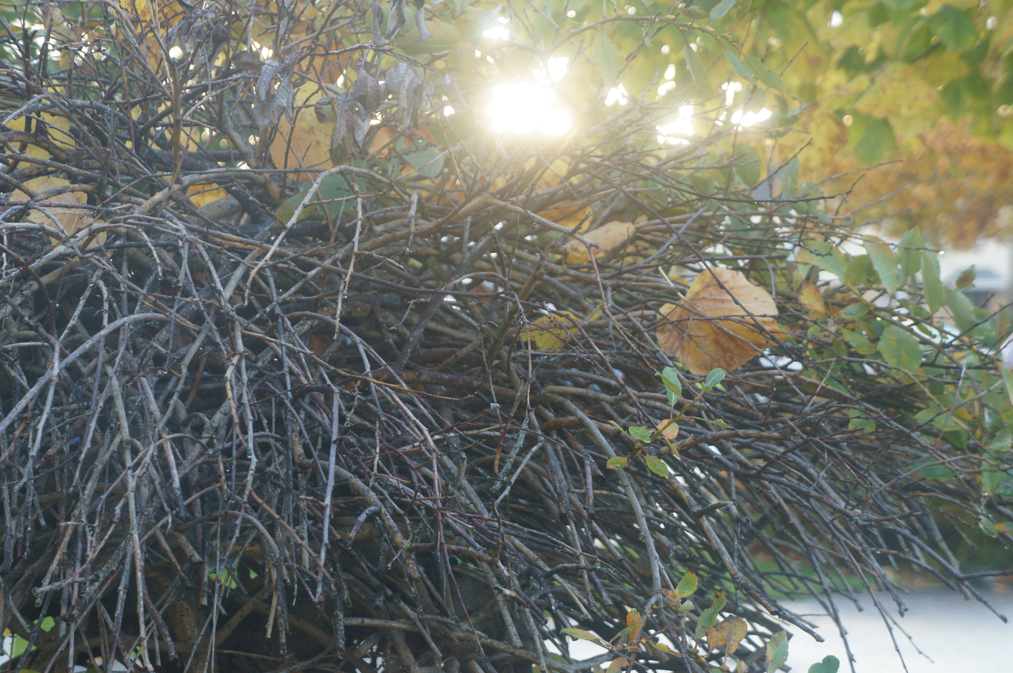 Sony E 18-55mm F3.5-5.6 OSS sample photo. Tree outside the house photography