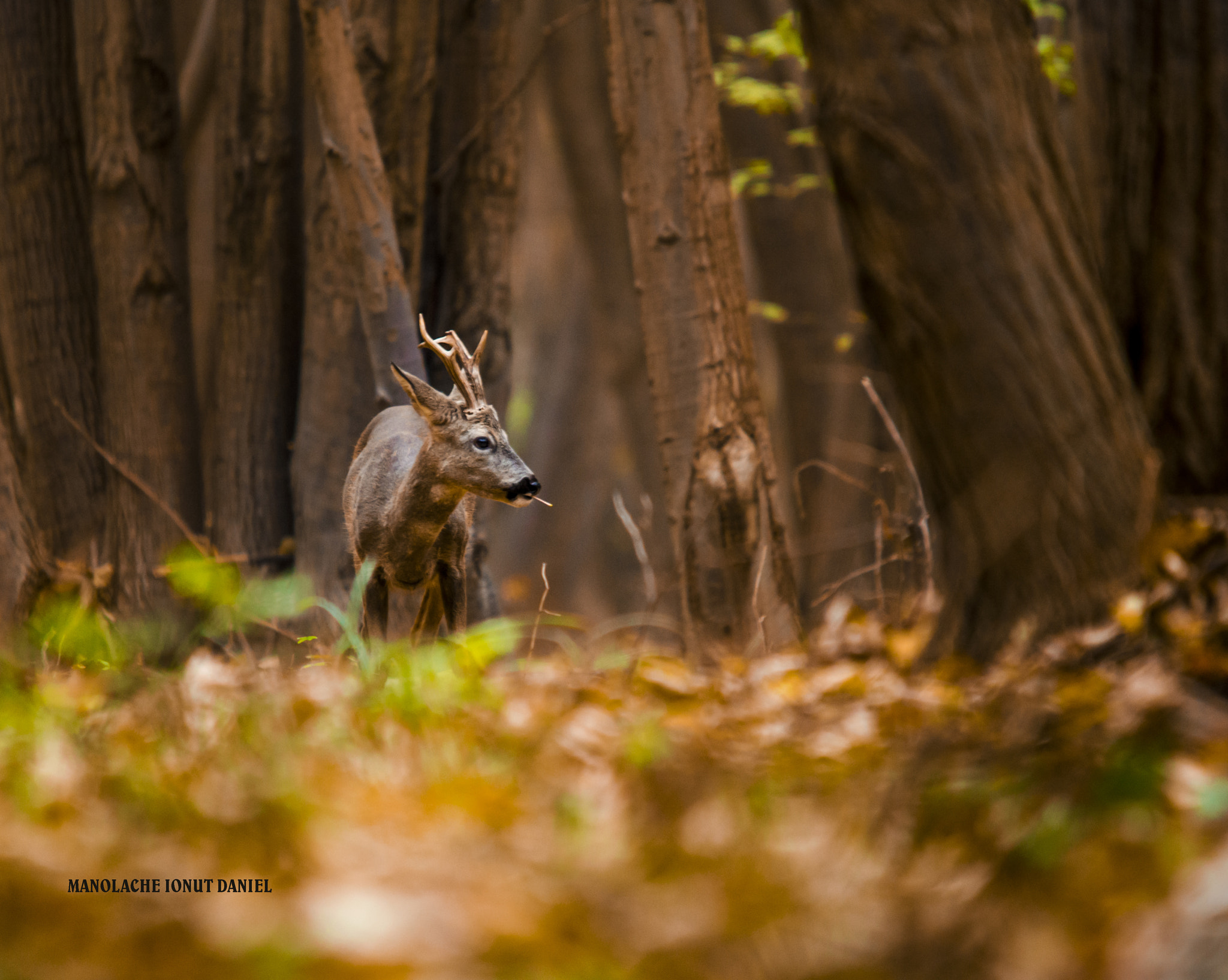 Sigma 150-500mm F5-6.3 DG OS HSM sample photo. My forrest photography