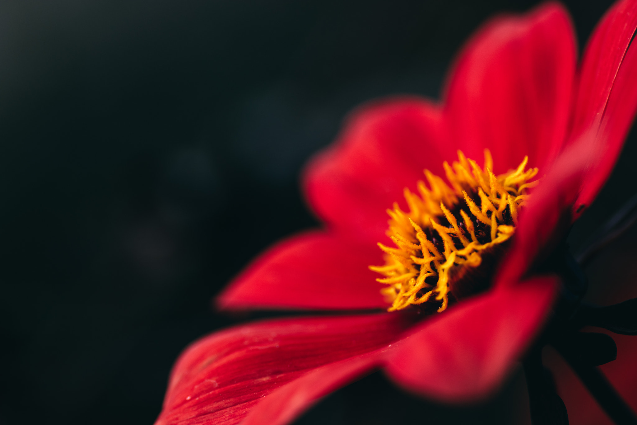 Canon EOS 80D + Tamron SP AF 90mm F2.8 Di Macro sample photo. A red flower at dusk photography