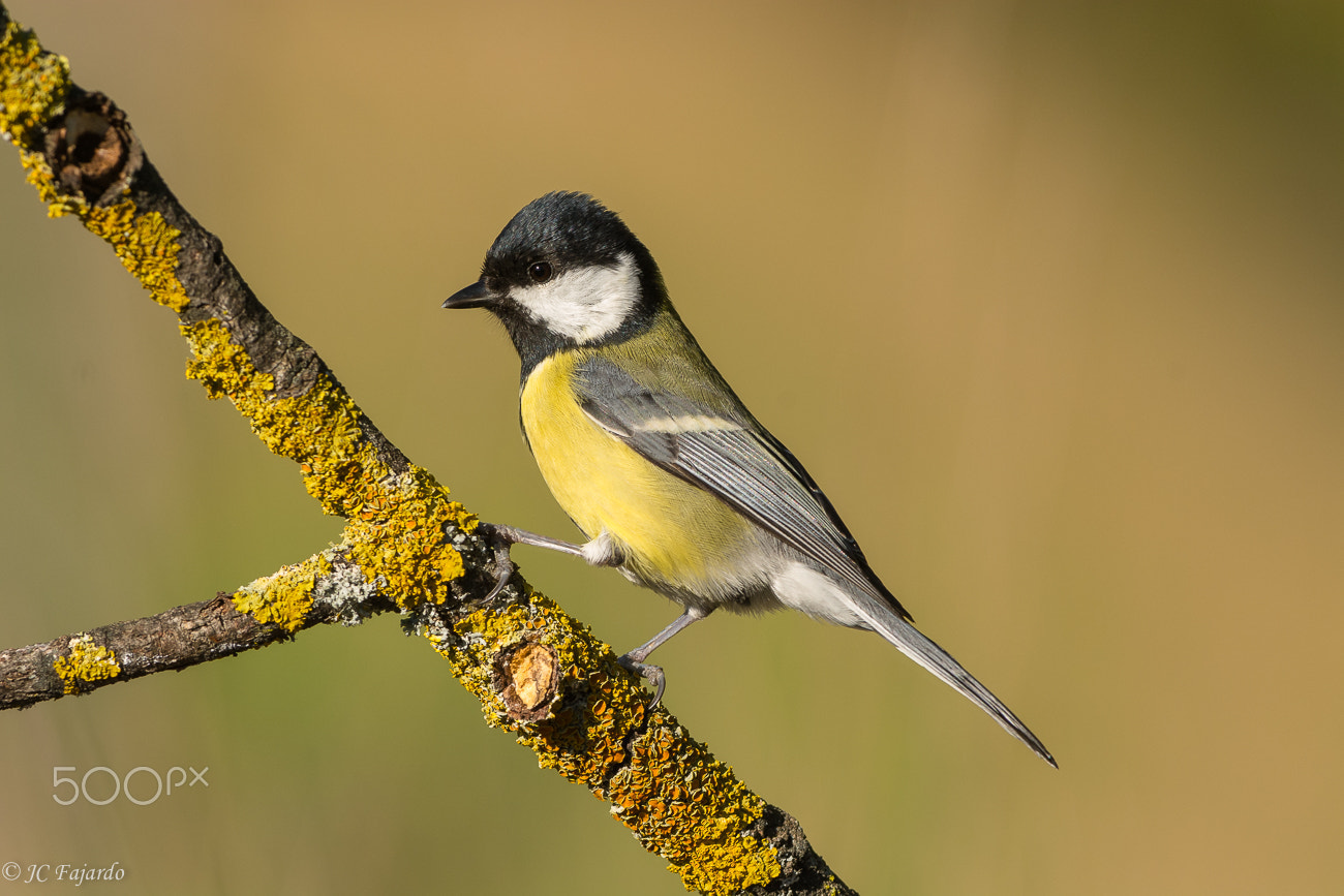 Nikon D7100 + Nikon AF-S Nikkor 300mm F2.8G ED-IF VR sample photo. Yellow chest photography