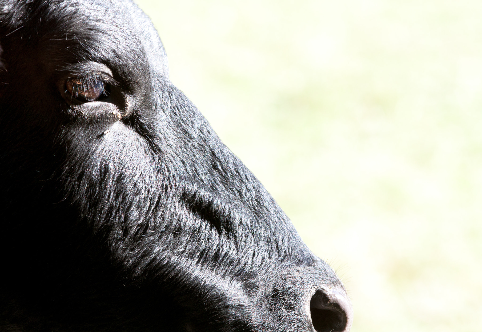 Canon EOS 50D sample photo. Cow photography