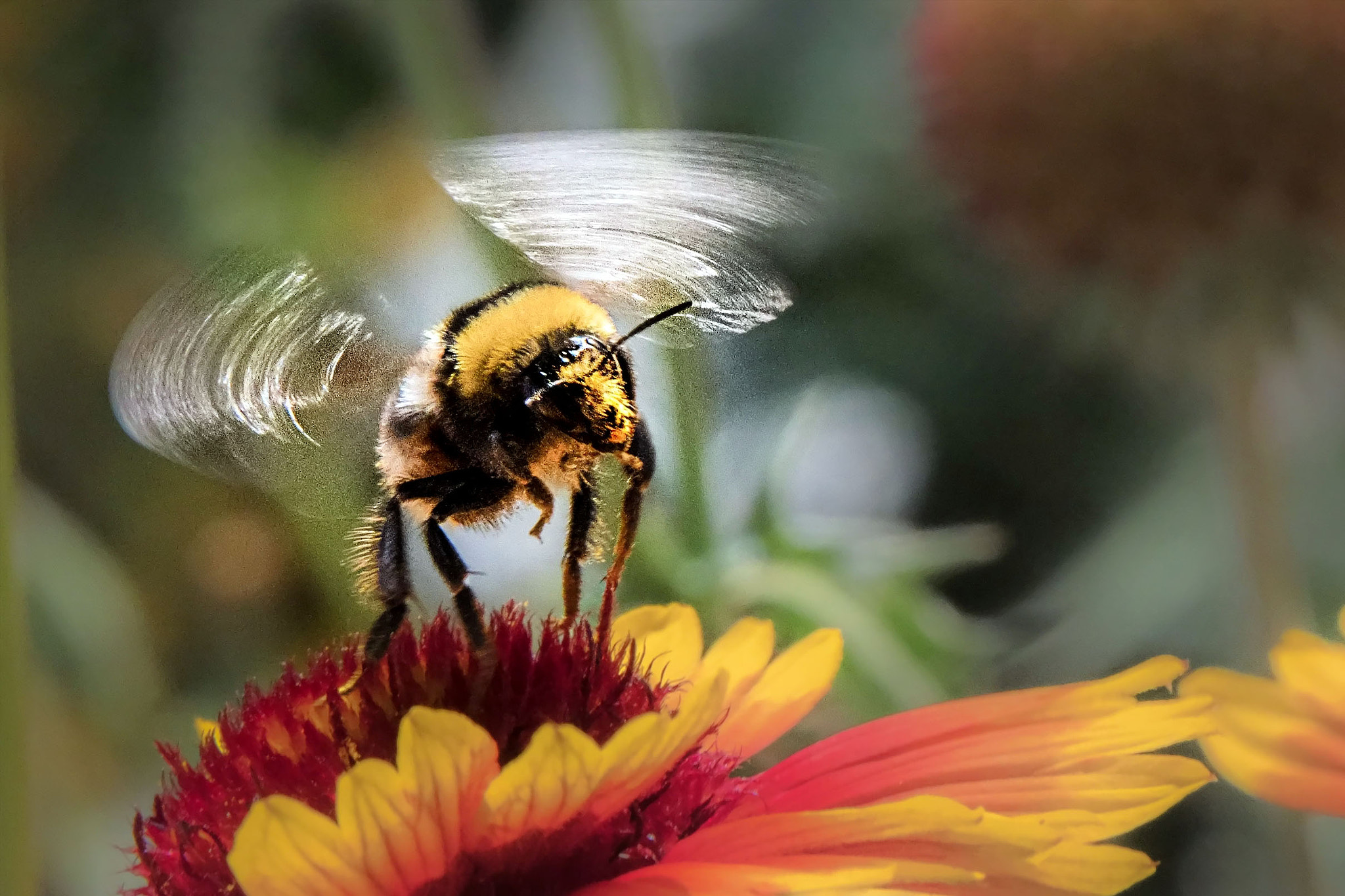 Nikon D500 sample photo. Flight of the bumble bee photography
