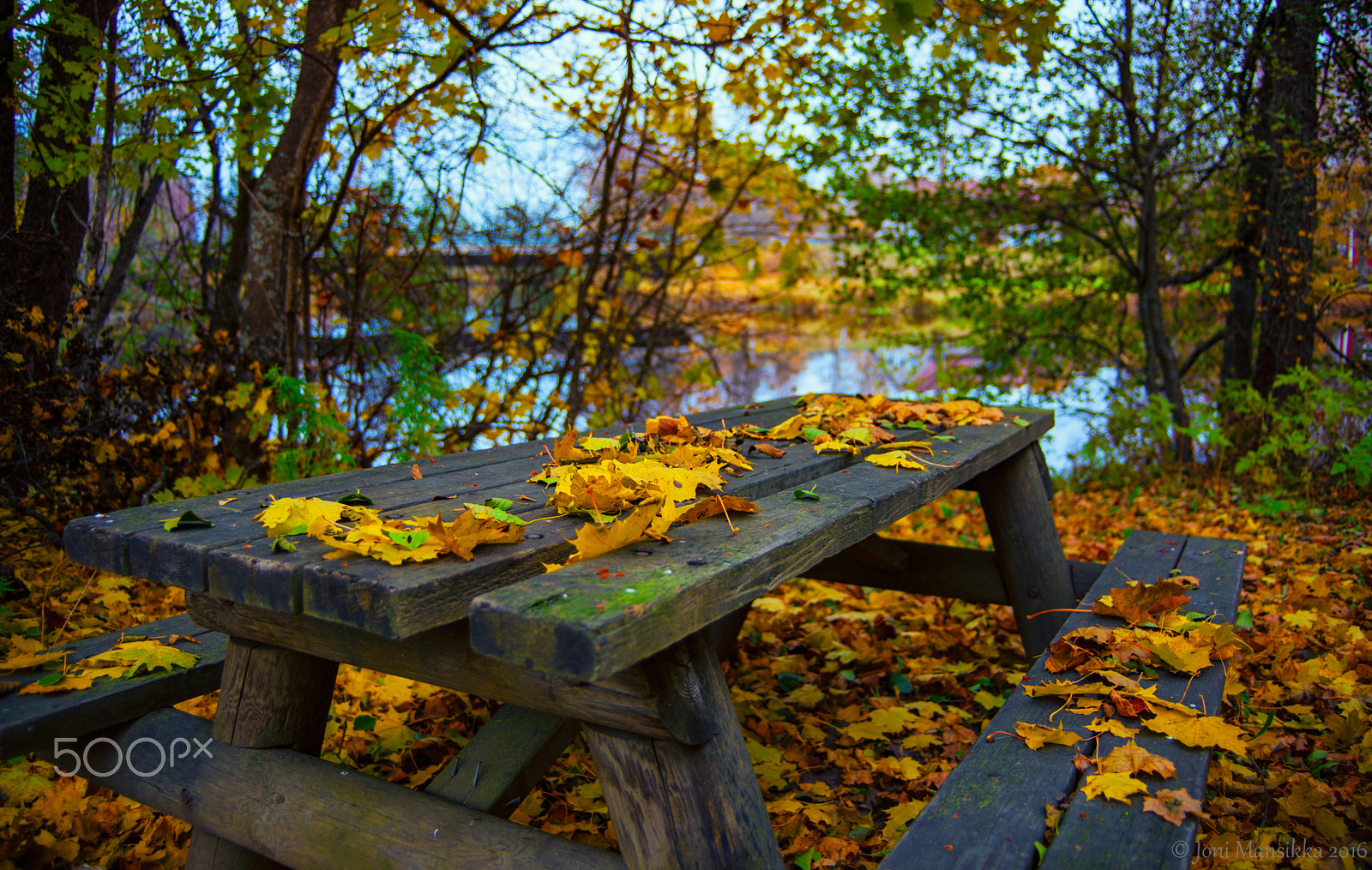 Canon EOS 5D Mark II sample photo. Yellow october photography