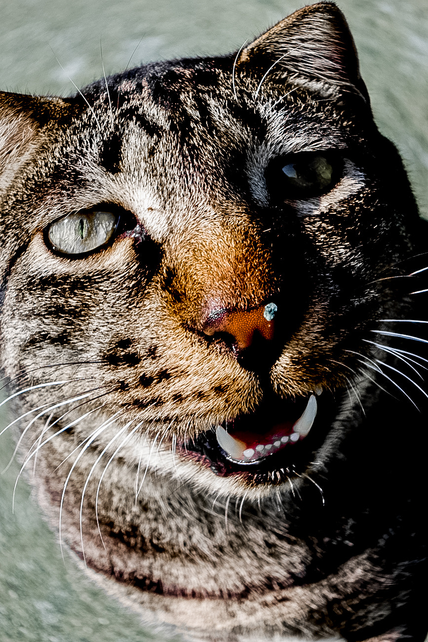 Canon EOS 450D (EOS Rebel XSi / EOS Kiss X2) sample photo. ボケ猫 photography