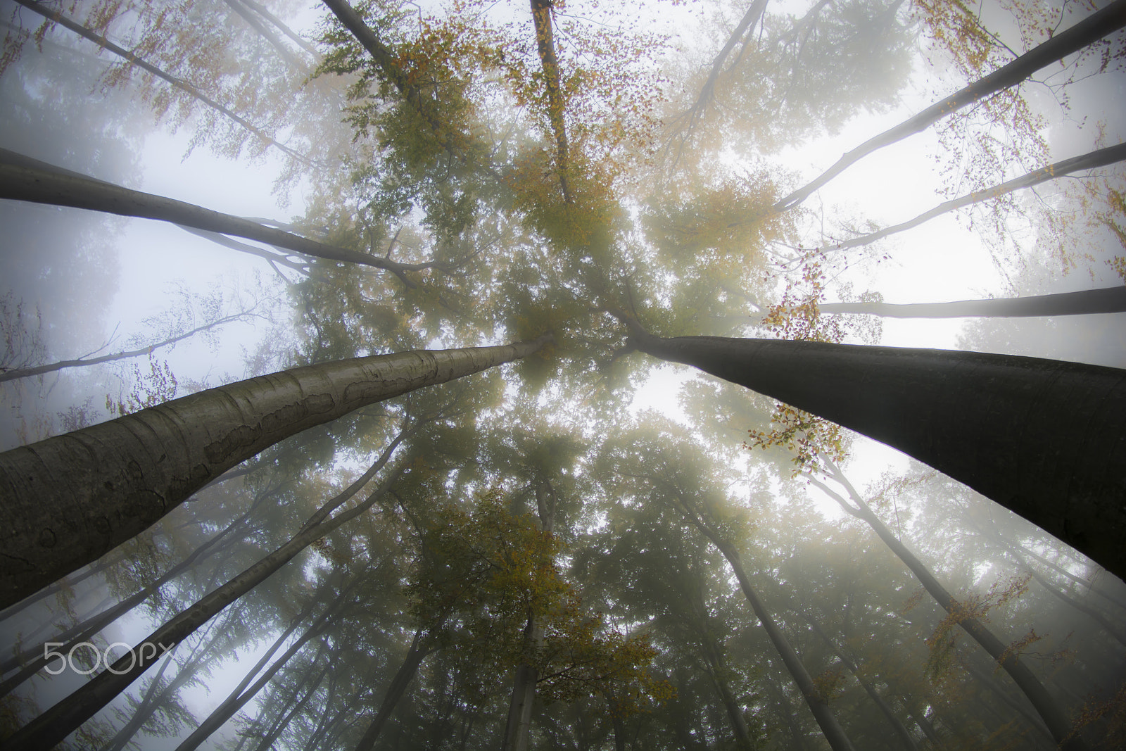 Samyang 8mm F3.5 Aspherical IF MC Fisheye sample photo. Foggy photography