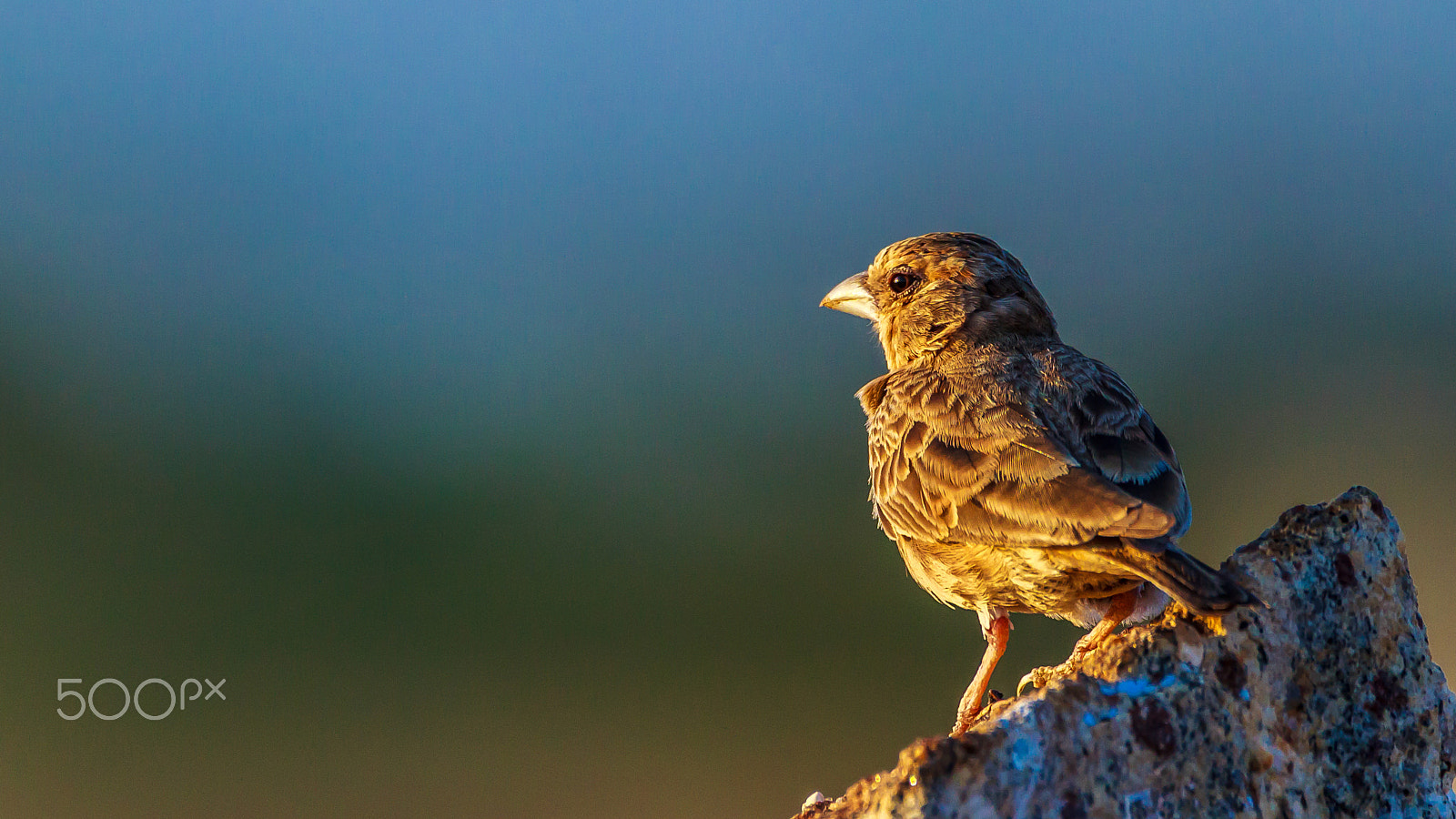 Sigma 150-600mm F5-6.3 DG OS HSM | C sample photo. "crouching sparrow" photography