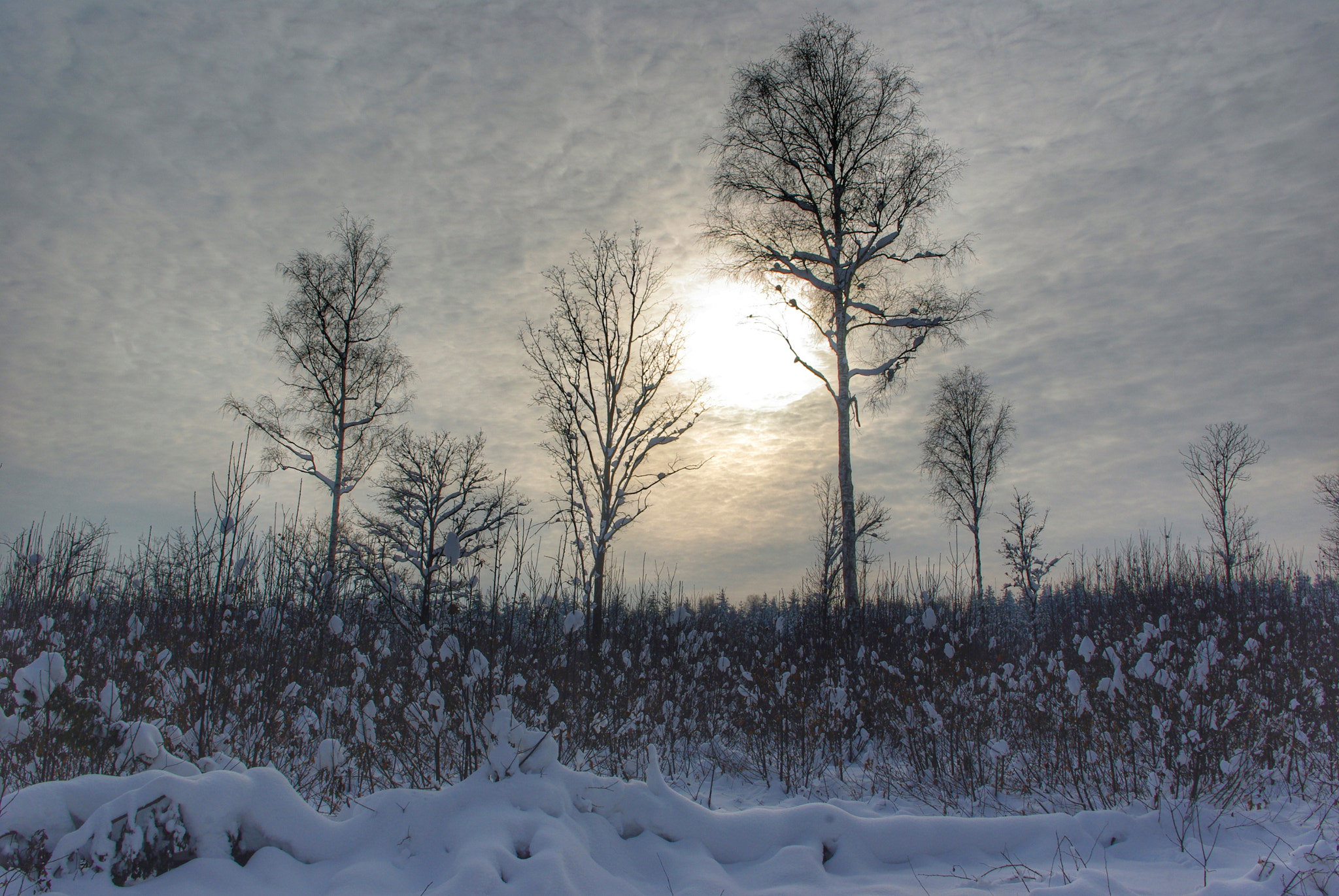 Pentax K-m (K2000) sample photo. Frosty sky photography