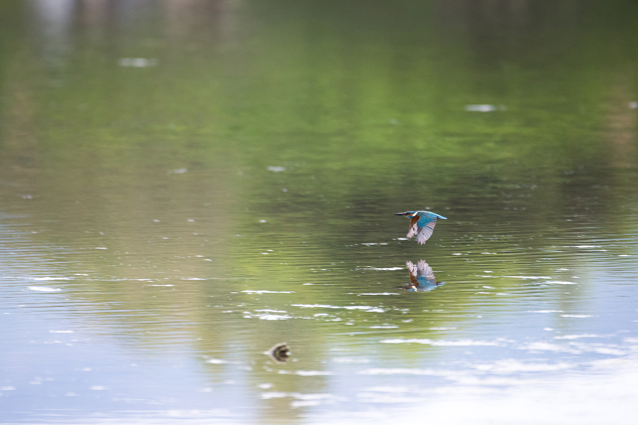 Nikon AF-S Nikkor 200-500mm F5.6E ED VR sample photo. Alcedo atthis photography