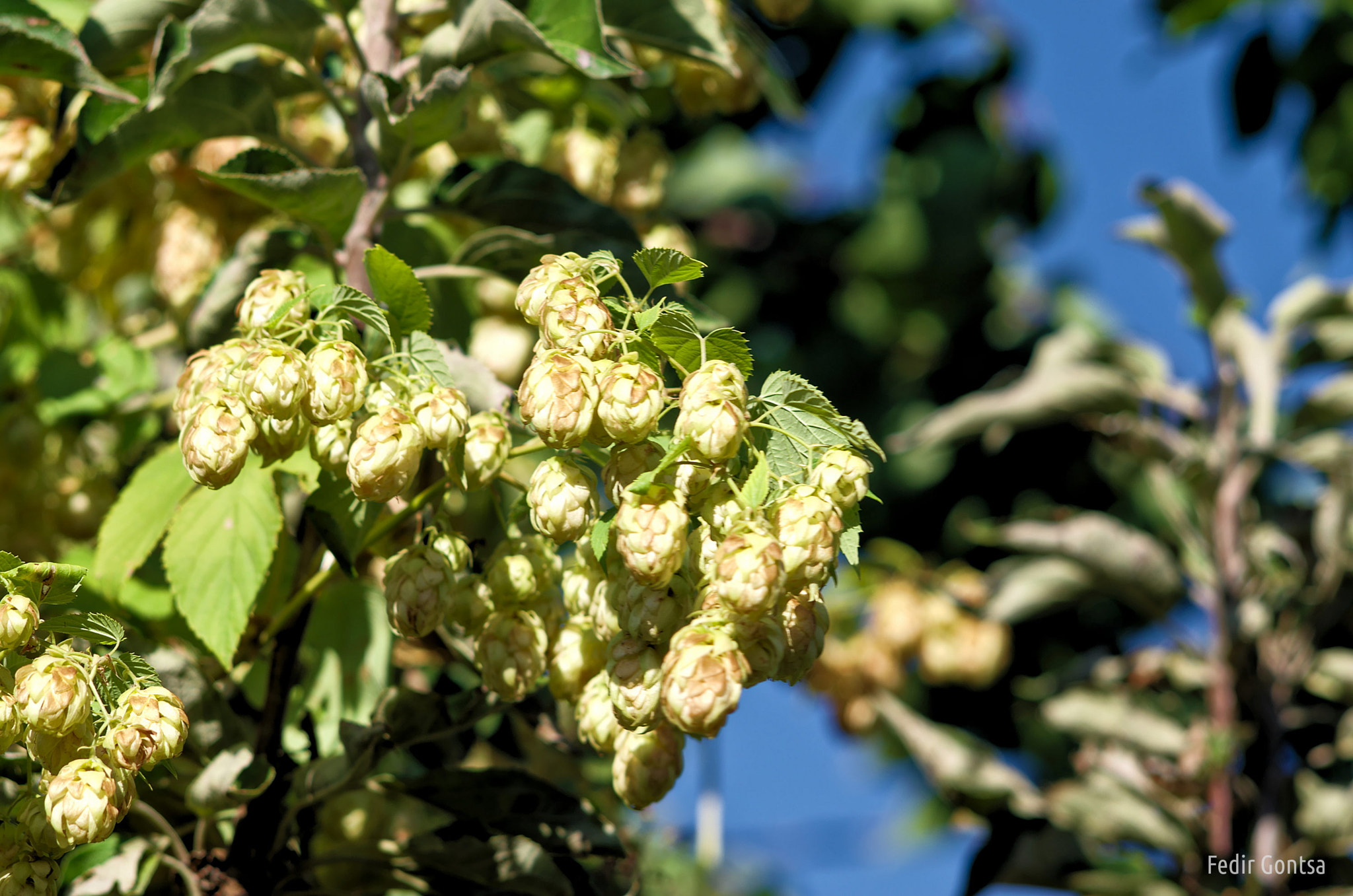 Manual Lens No CPU sample photo. Hops plant photography