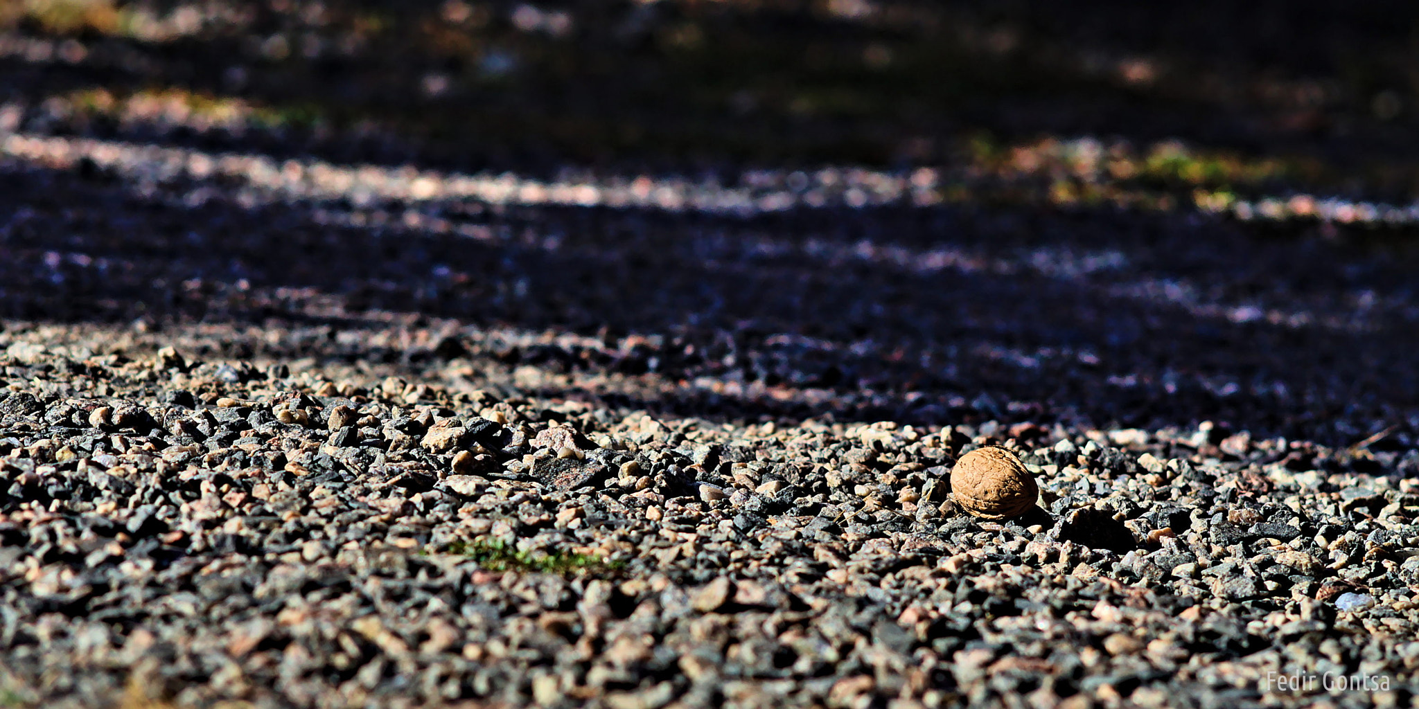Manual Lens No CPU sample photo. The first nut photography