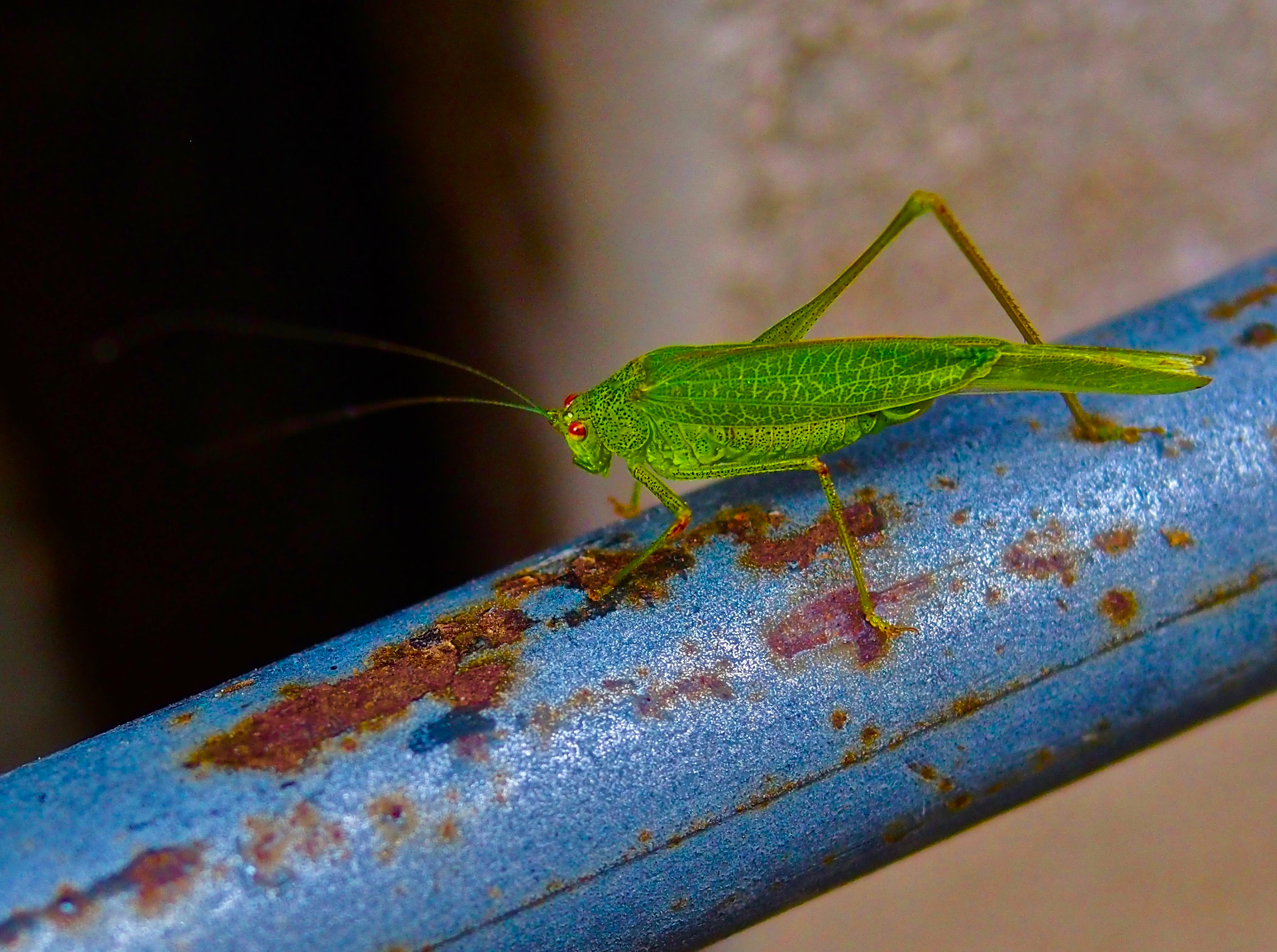 Olympus OM-D E-M5 + Panasonic Leica DG Summilux 25mm F1.4 II ASPH sample photo. Barolo's grasshopper photography