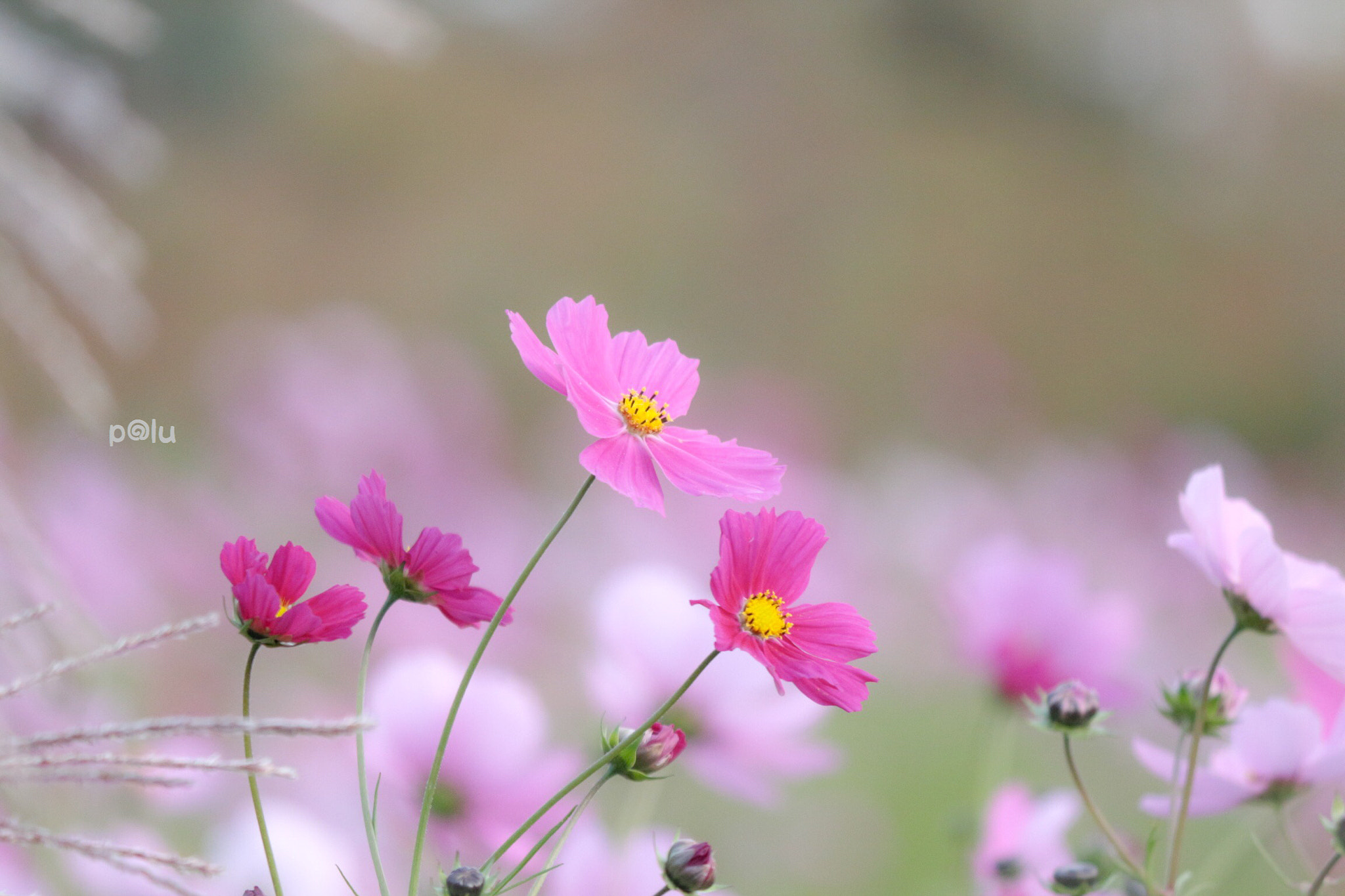 Canon EOS 700D (EOS Rebel T5i / EOS Kiss X7i) sample photo
