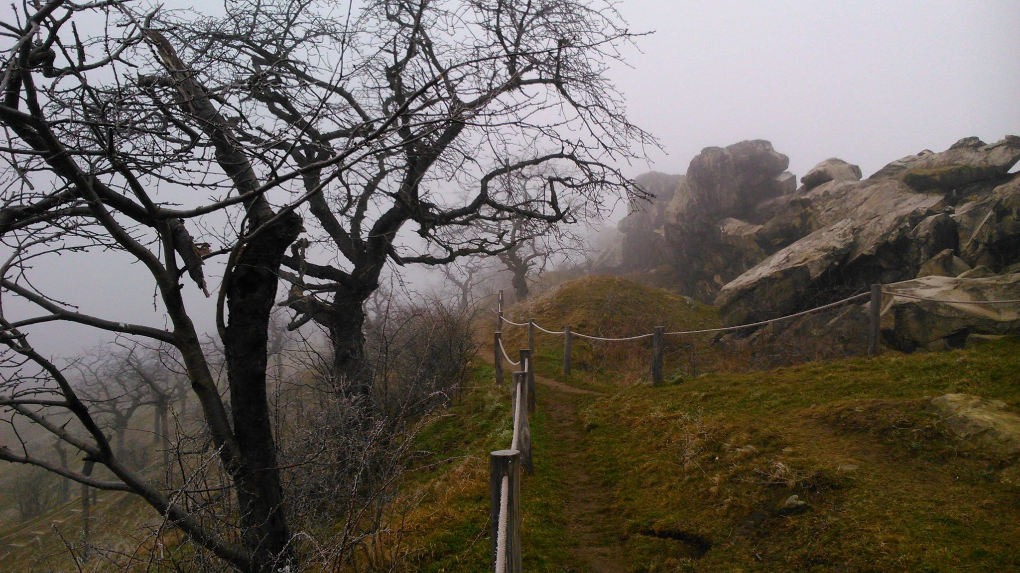 Sony Xperia L sample photo. Mystic tree  photography
