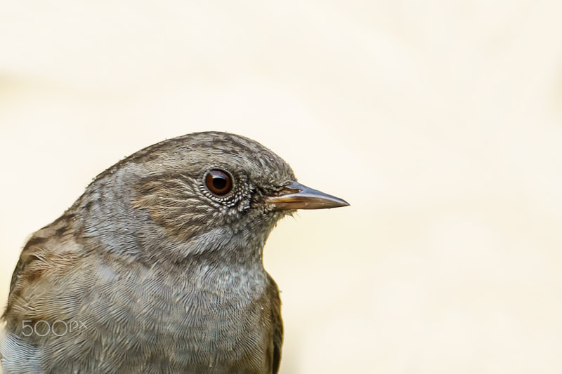 Sony ILCA-77M2 sample photo. Dunnock photography