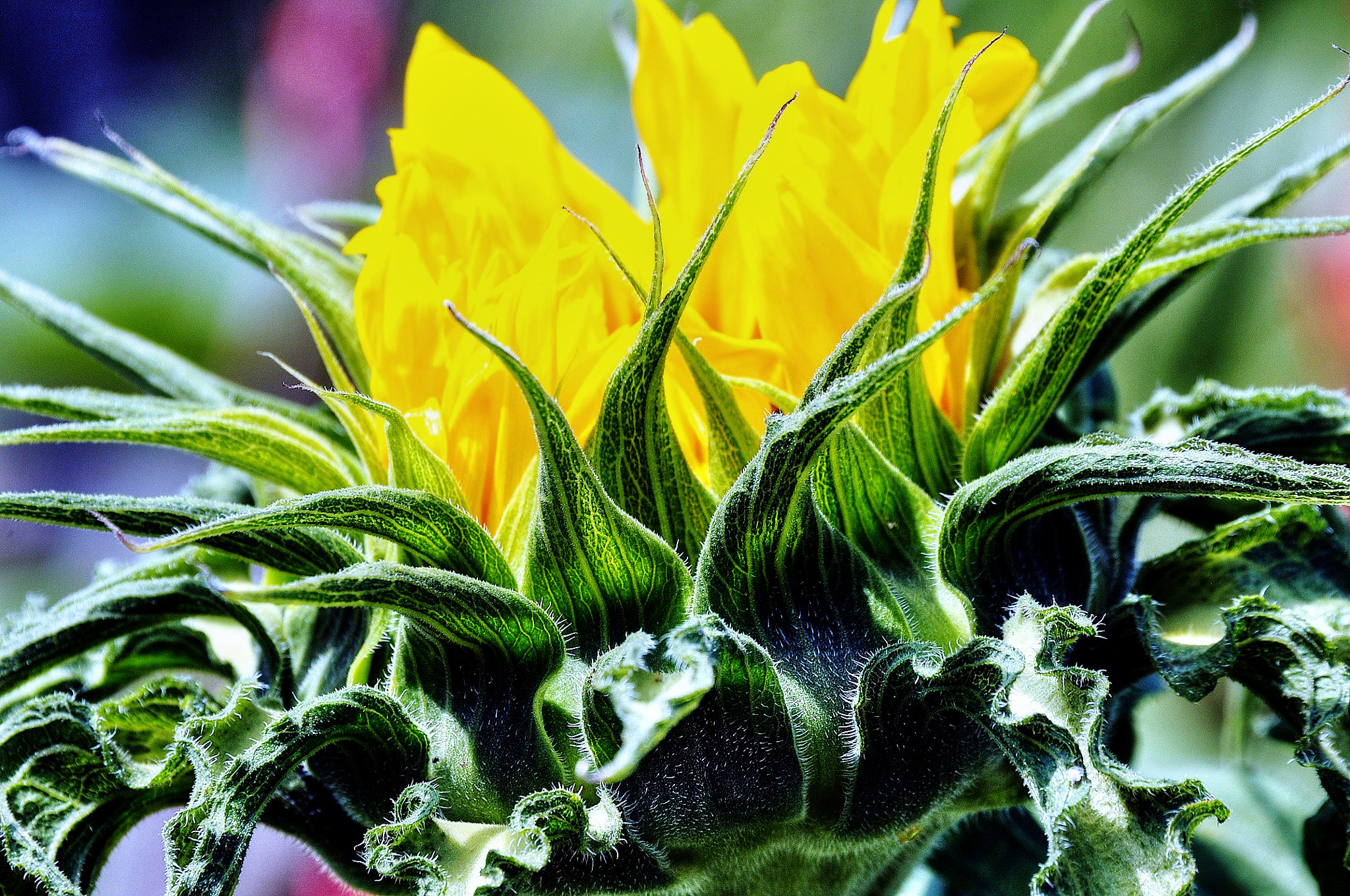 Nikon D300 sample photo. Young, blooming sunflower photography