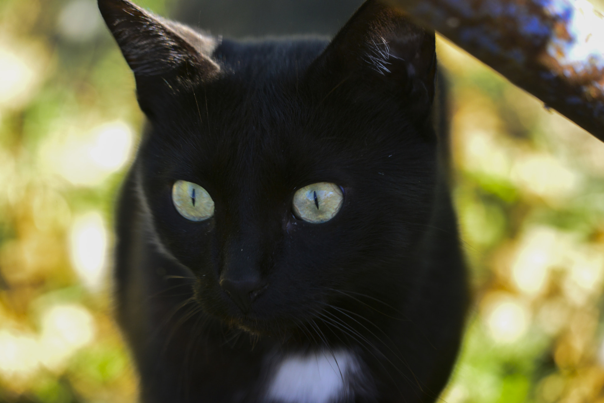 Sigma 150mm F2.8 EX DG Macro HSM sample photo