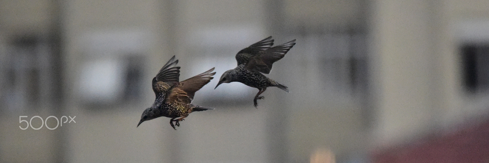 Sigma 150-500mm F5-6.3 DG OS HSM sample photo. Birds photography