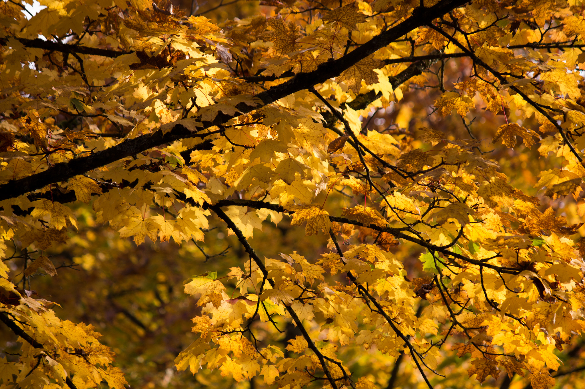 Canon EF-S 55-250mm F4-5.6 IS sample photo. Fall - ing photography