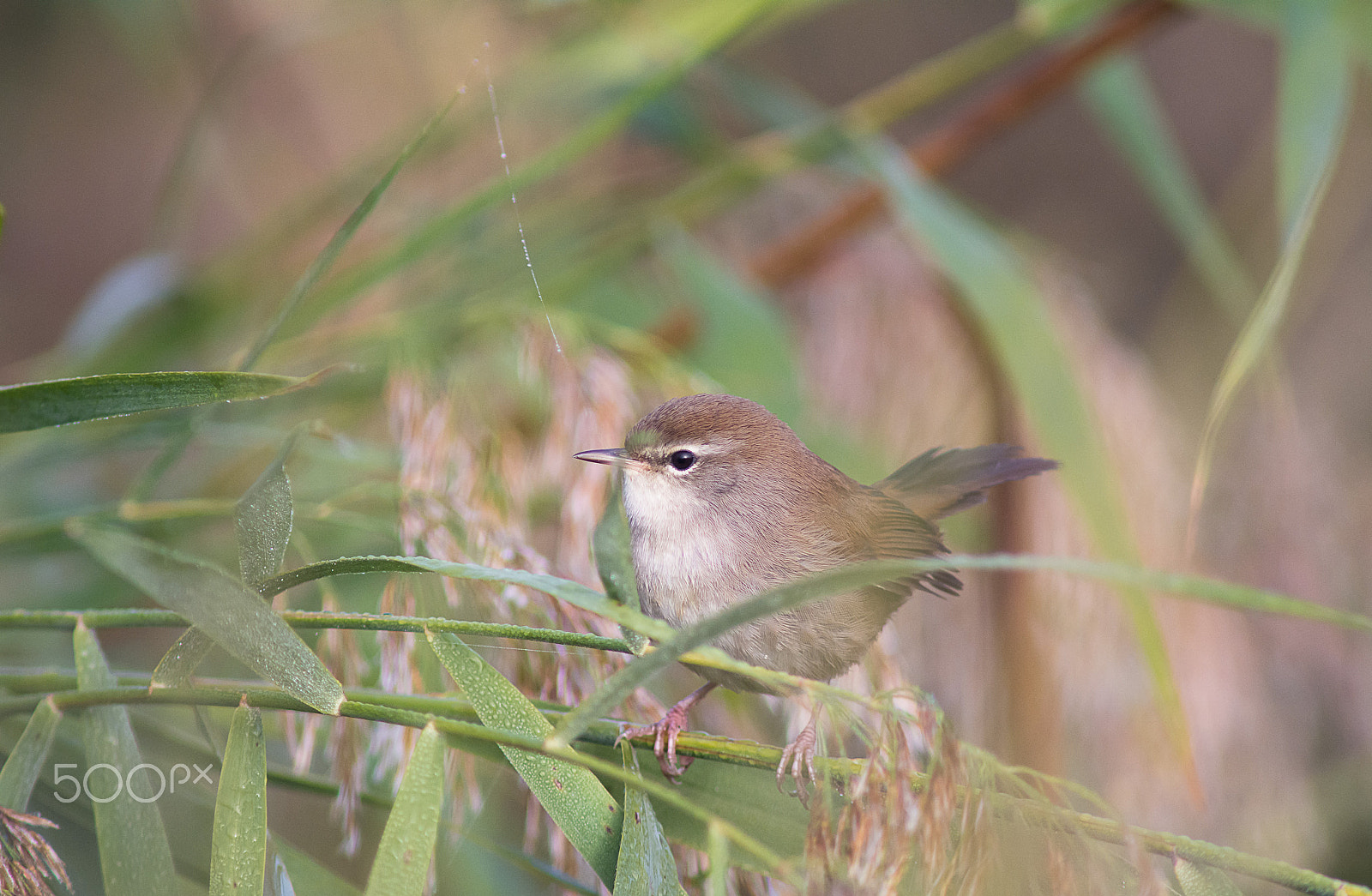 AF Nikkor 300mm f/4 IF-ED sample photo. Cetti's warbler photography