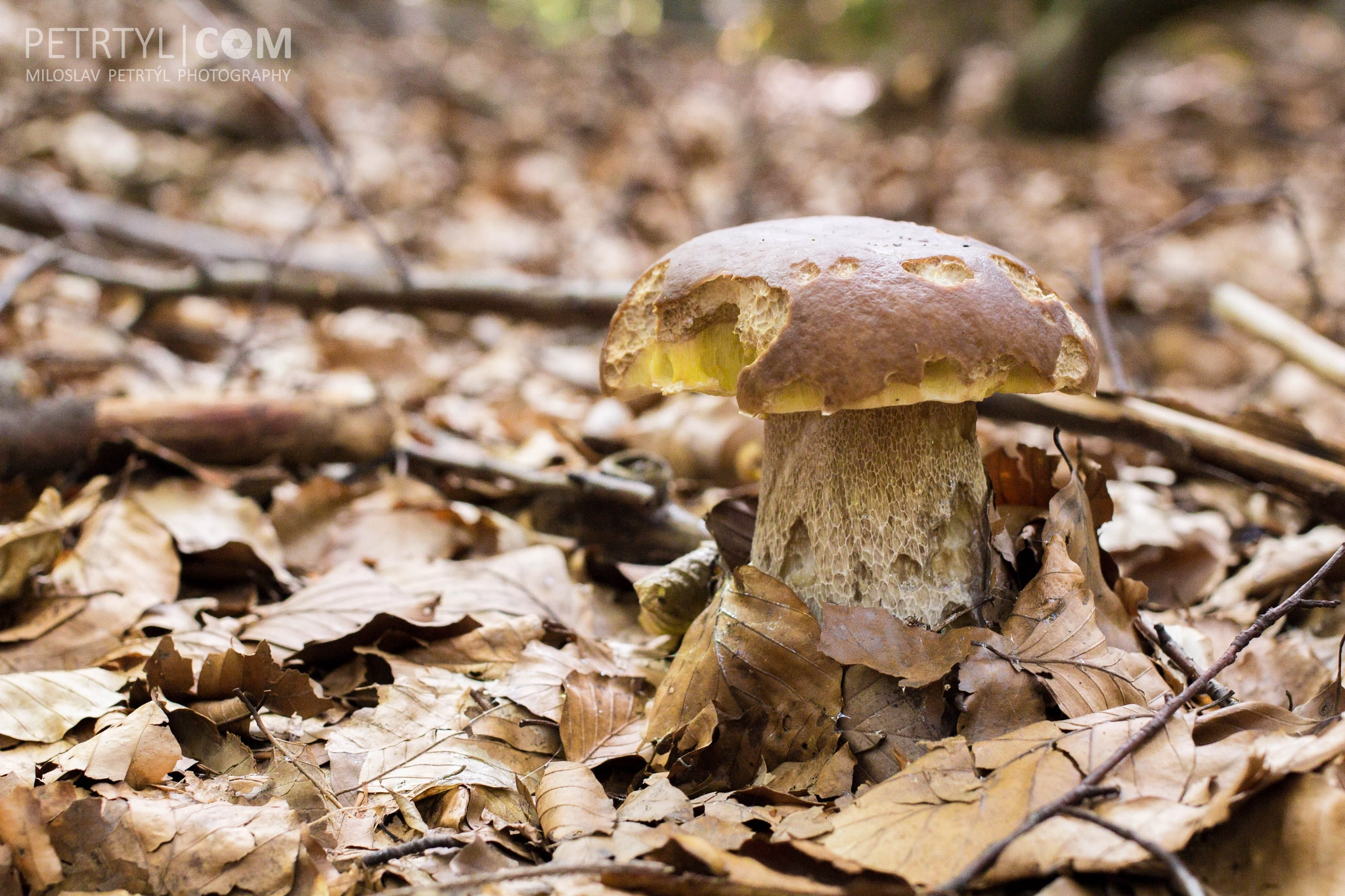 Canon EOS 100D (EOS Rebel SL1 / EOS Kiss X7) + Canon EF 40mm F2.8 STM sample photo. Atumn in the woods photography