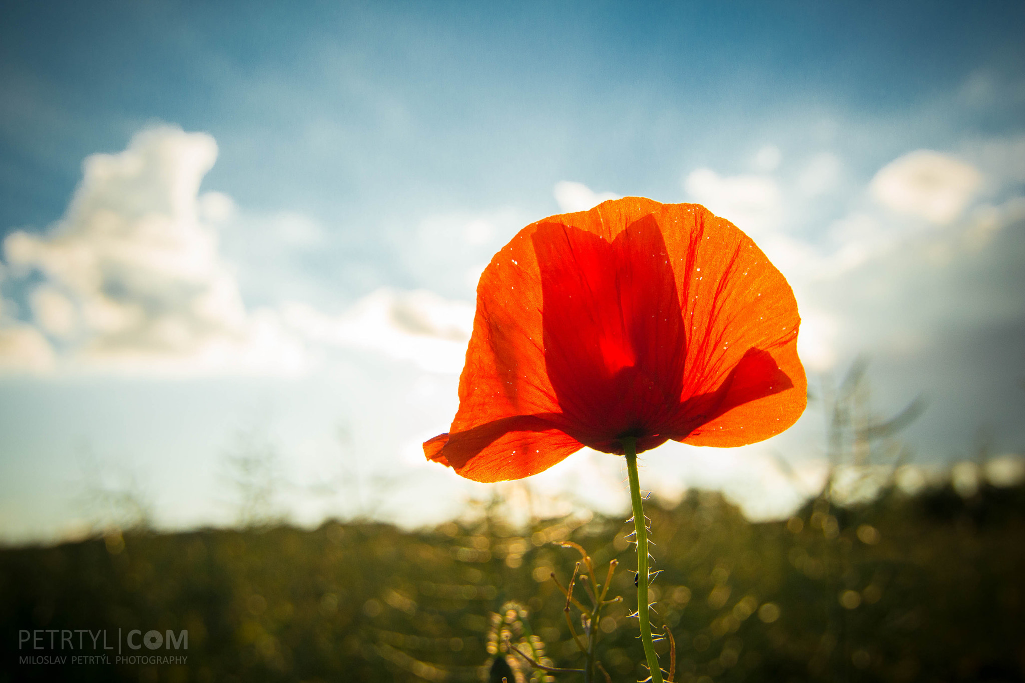 Tokina AT-X Pro 12-24mm F4 (IF) DX sample photo. Late summer outdoors near prague photography