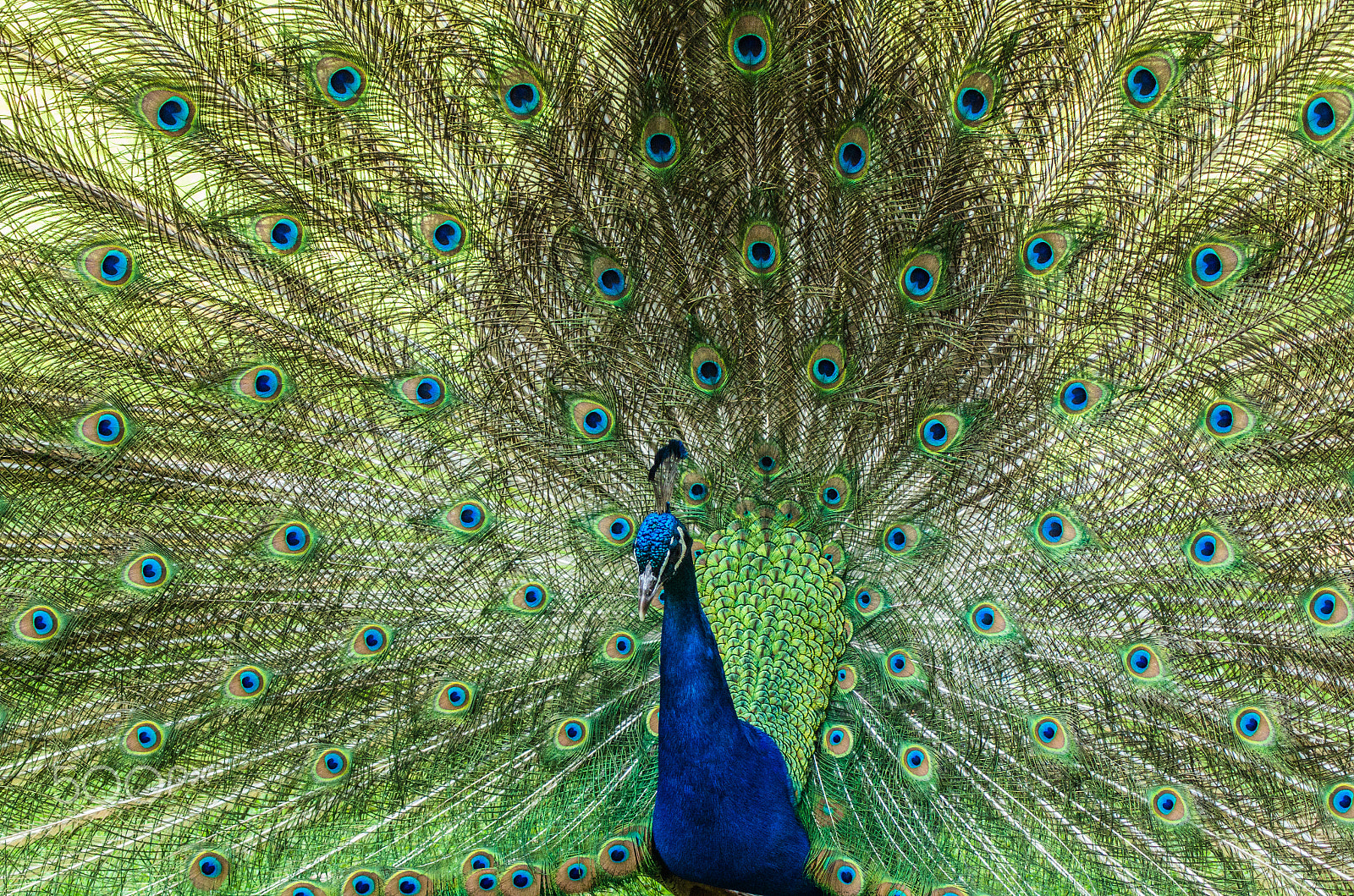 Pentax K-50 sample photo. Peacock  photography