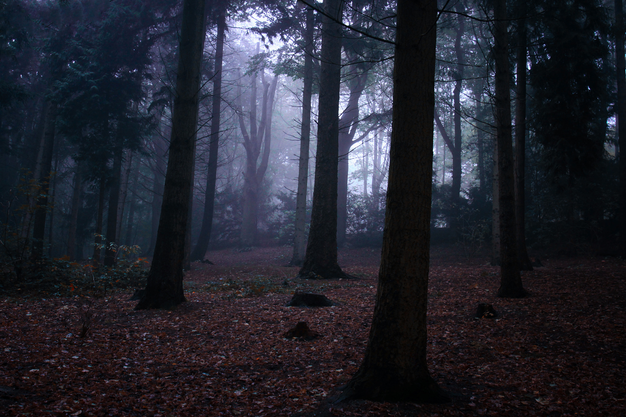 Canon EF 24-70mm F4L IS USM sample photo. **foggy sunday** photography