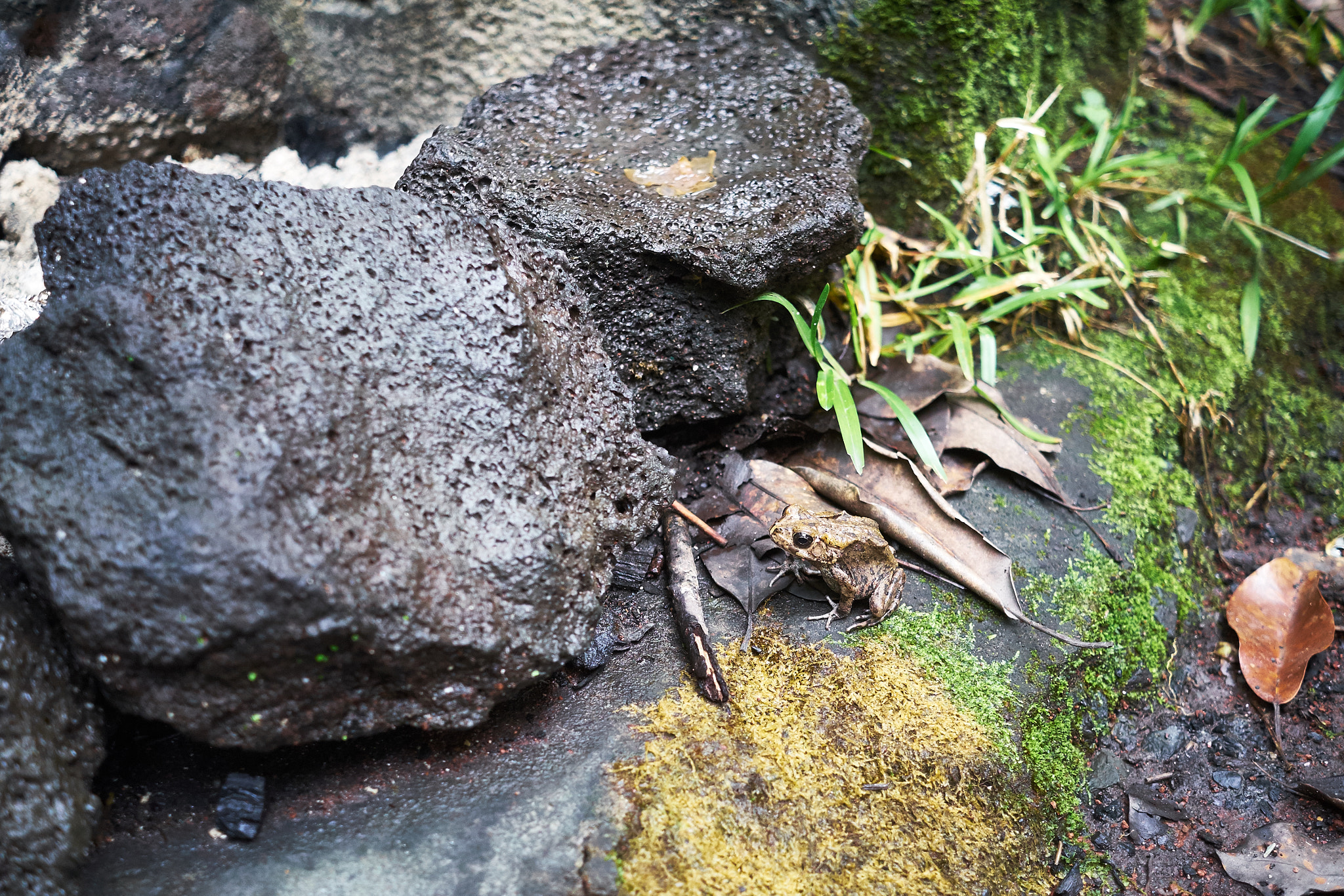 Fujifilm X-E1 + Fujifilm XF 27mm F2.8 sample photo. A toad photography