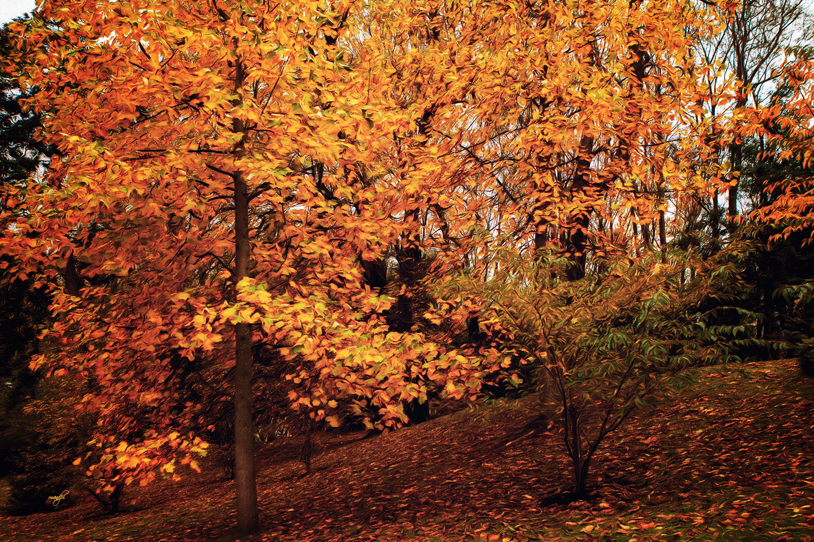 Canon EOS 50D + Canon EF 24-70mm F2.8L USM sample photo. Udazkena sutan... otoño a fuego photography