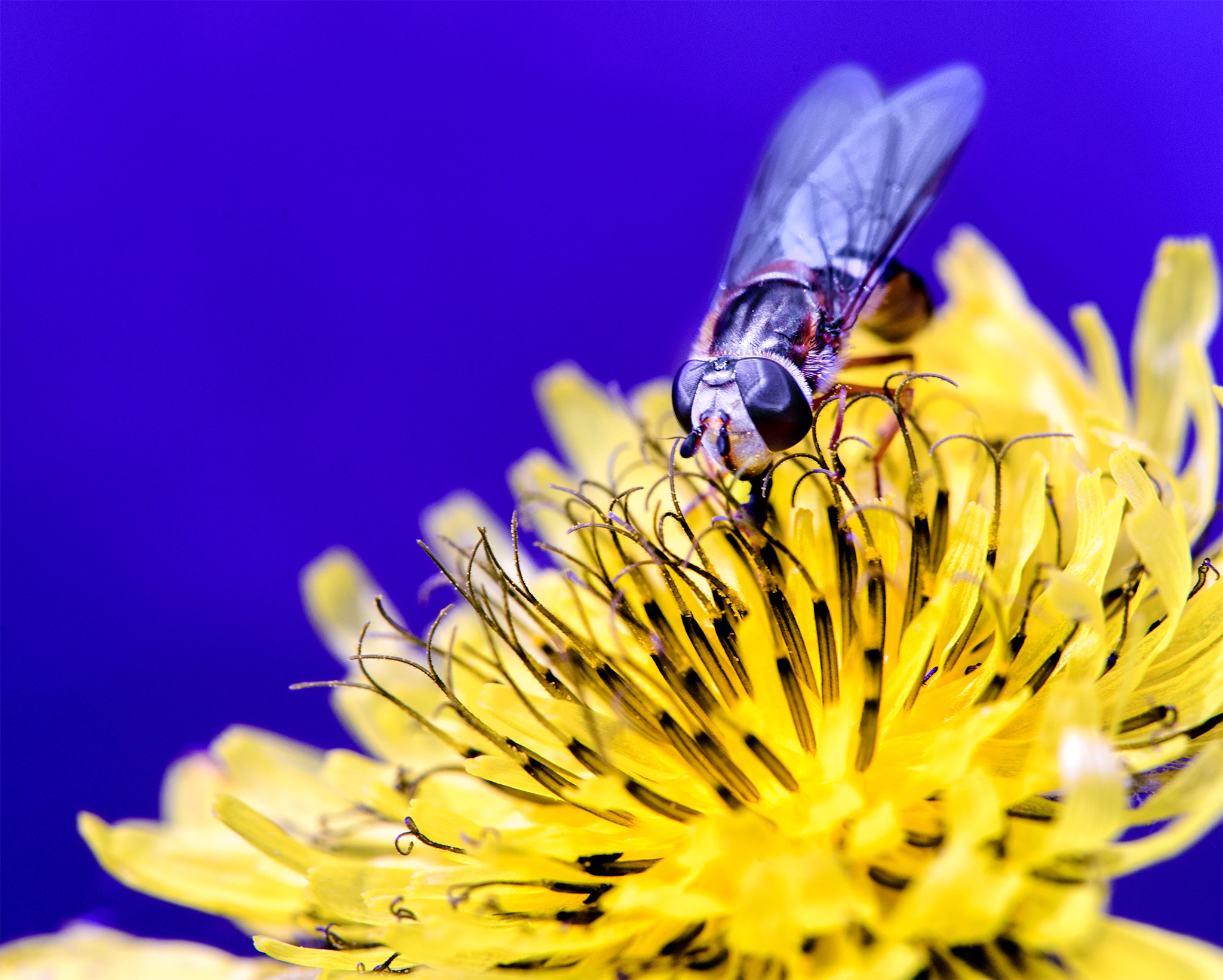 Sigma 150mm F2.8 EX DG Macro HSM sample photo