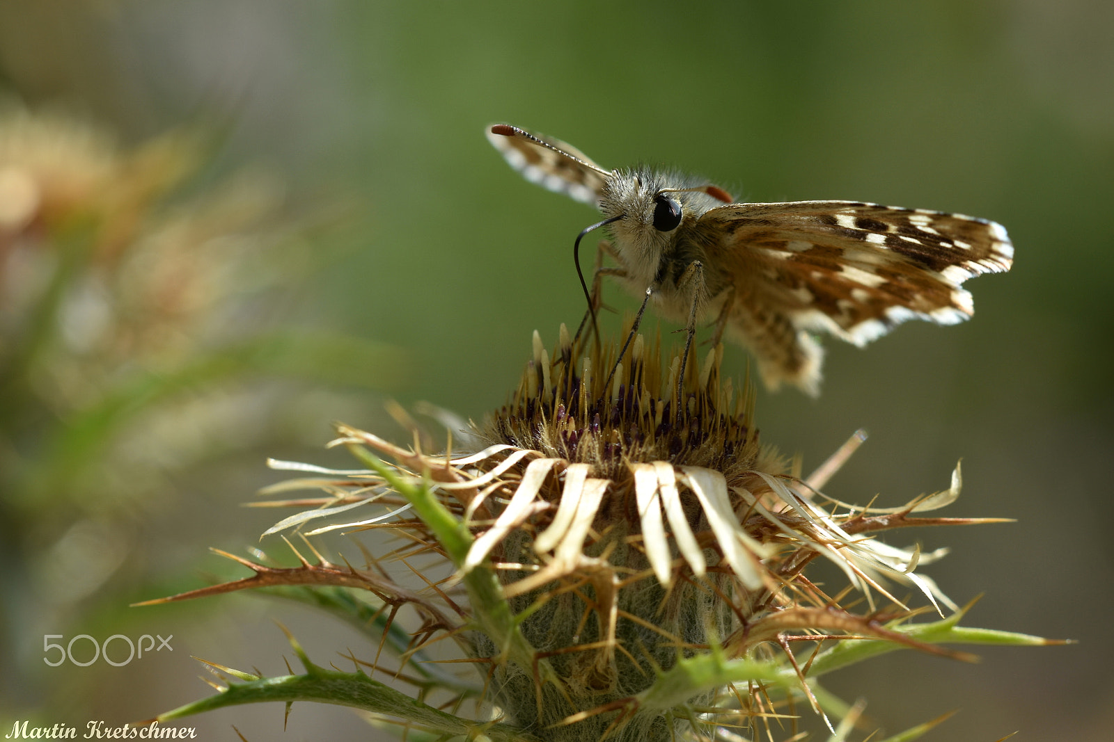 Nikon D7200 + Tamron SP 90mm F2.8 Di VC USD 1:1 Macro (F004) sample photo. Grizzled skipper photography