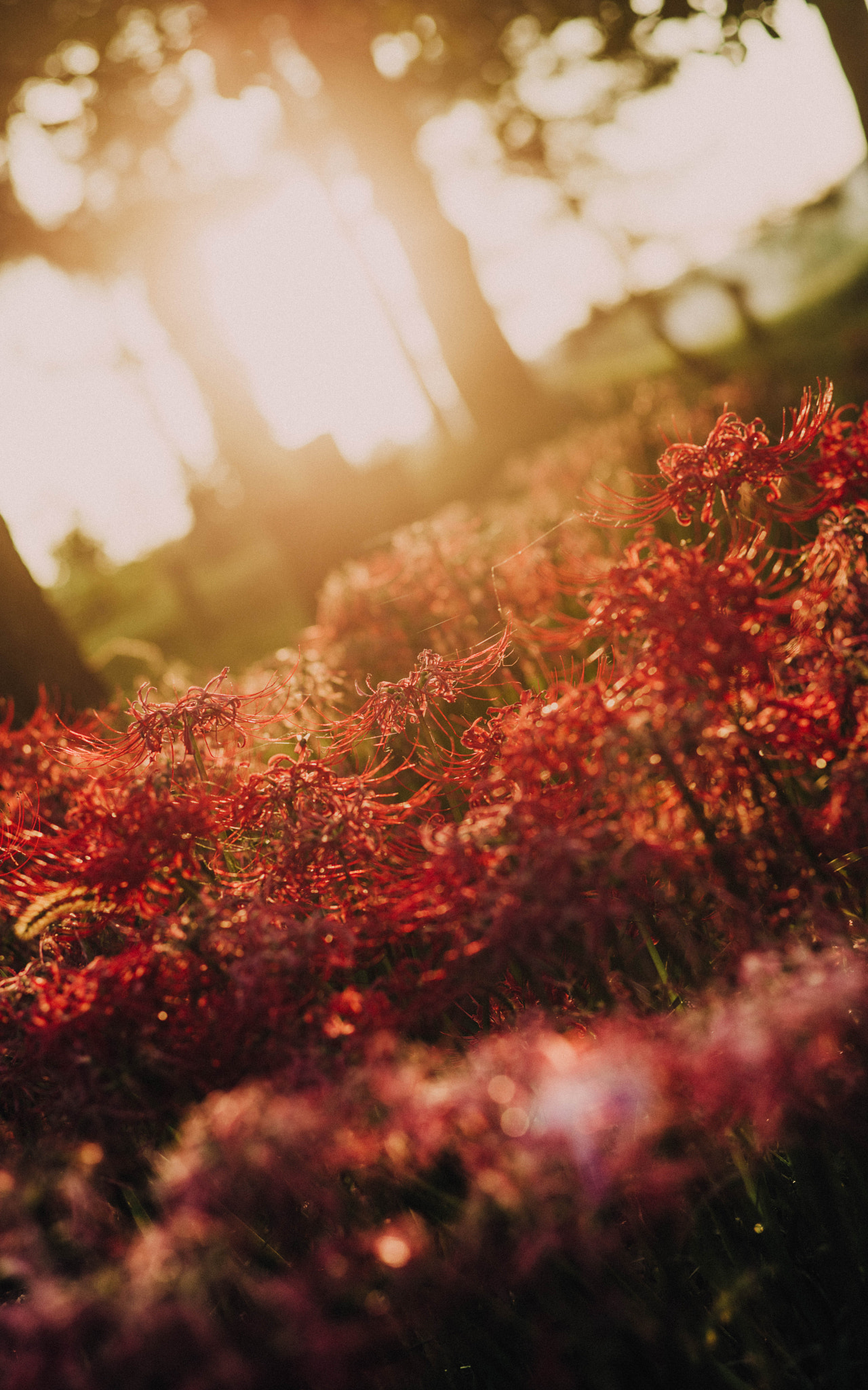 Pentax K-1 + Pentax smc FA 77mm 1.8 Limited sample photo. Sunset & red photography