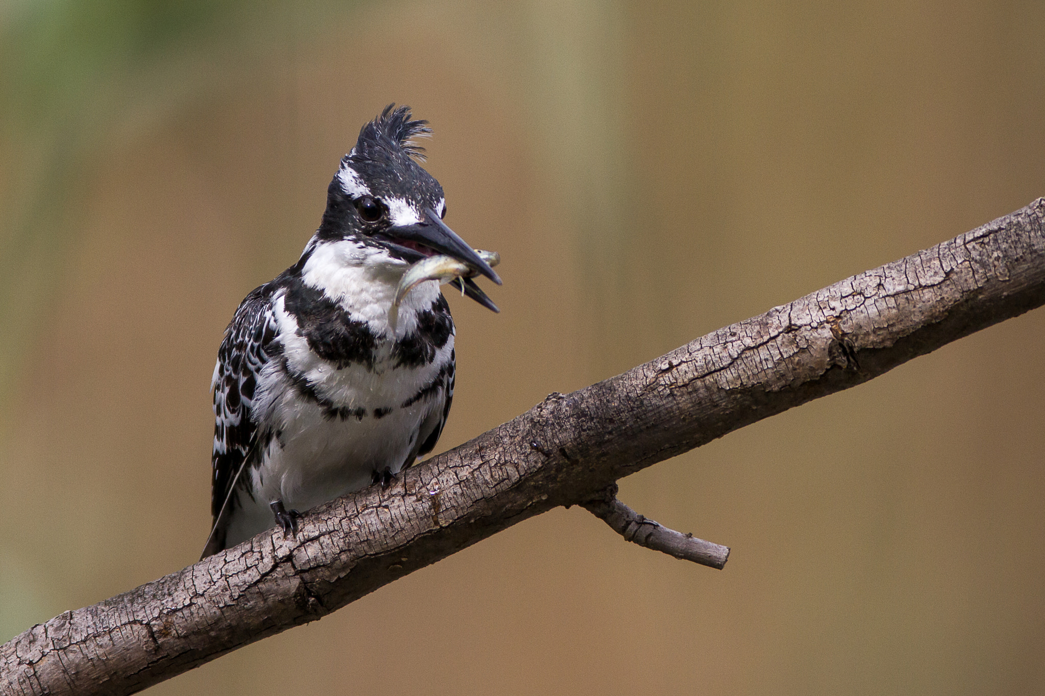 Canon EOS 7D + Canon EF 600mm f/4L IS sample photo. Fishy for kingfisher photography