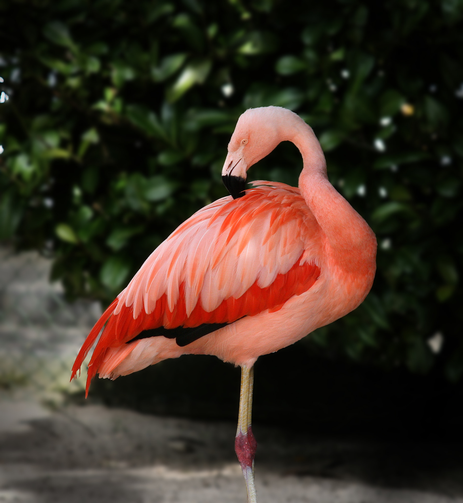 Canon EF 55-200mm F4.5-5.6 II USM sample photo. Beauty in orange photography
